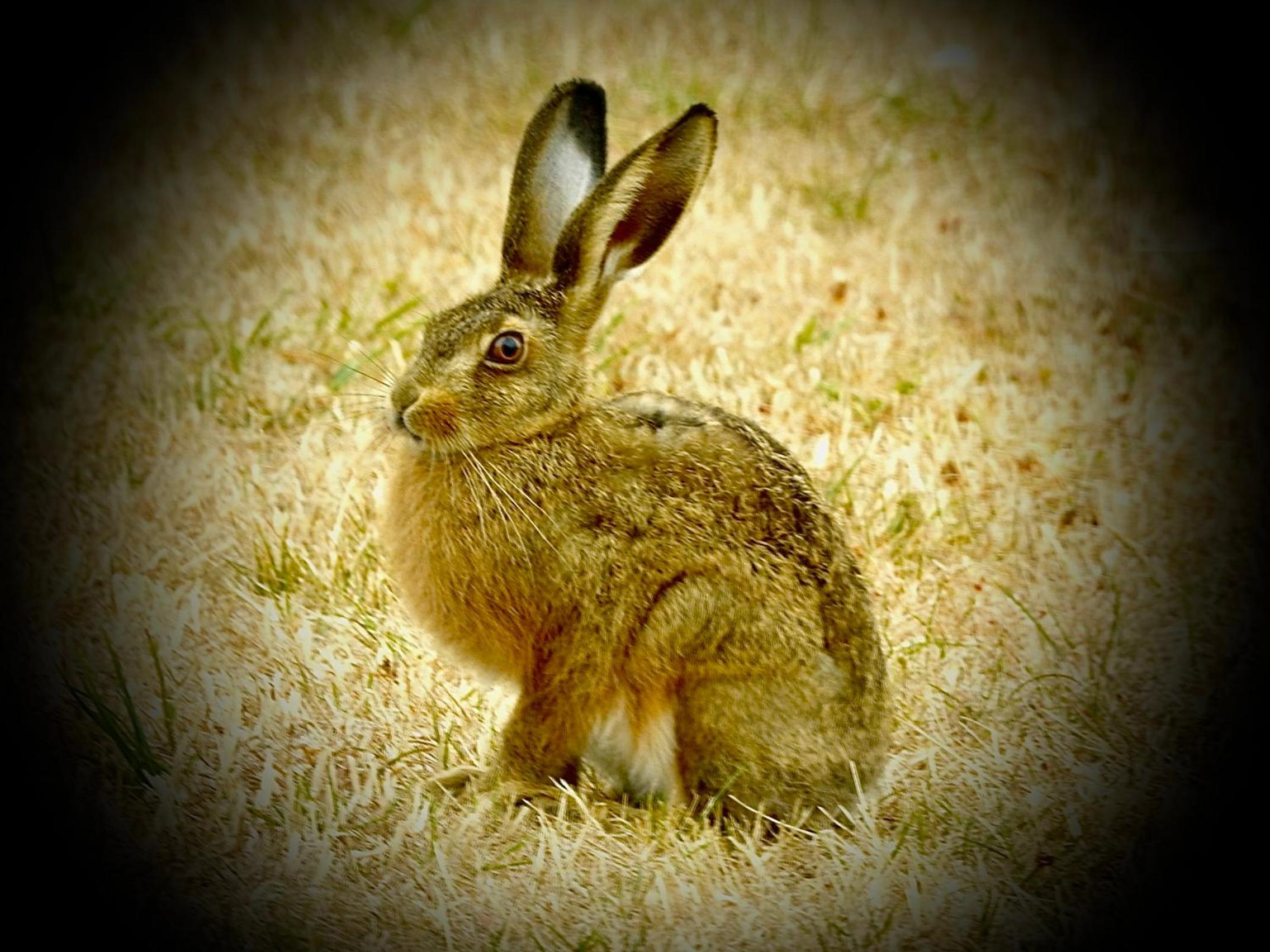 Photo 46
