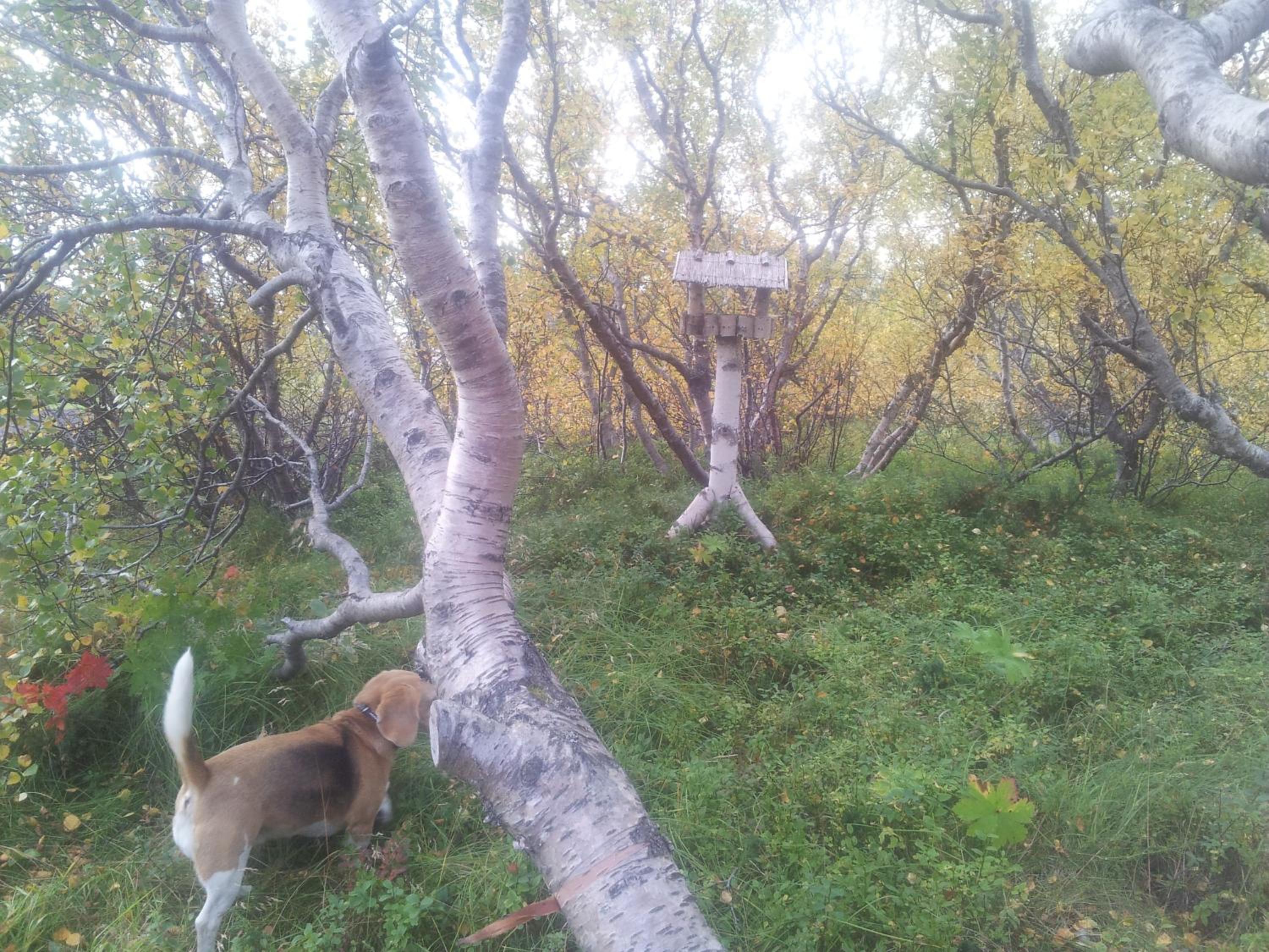 Vetursetur