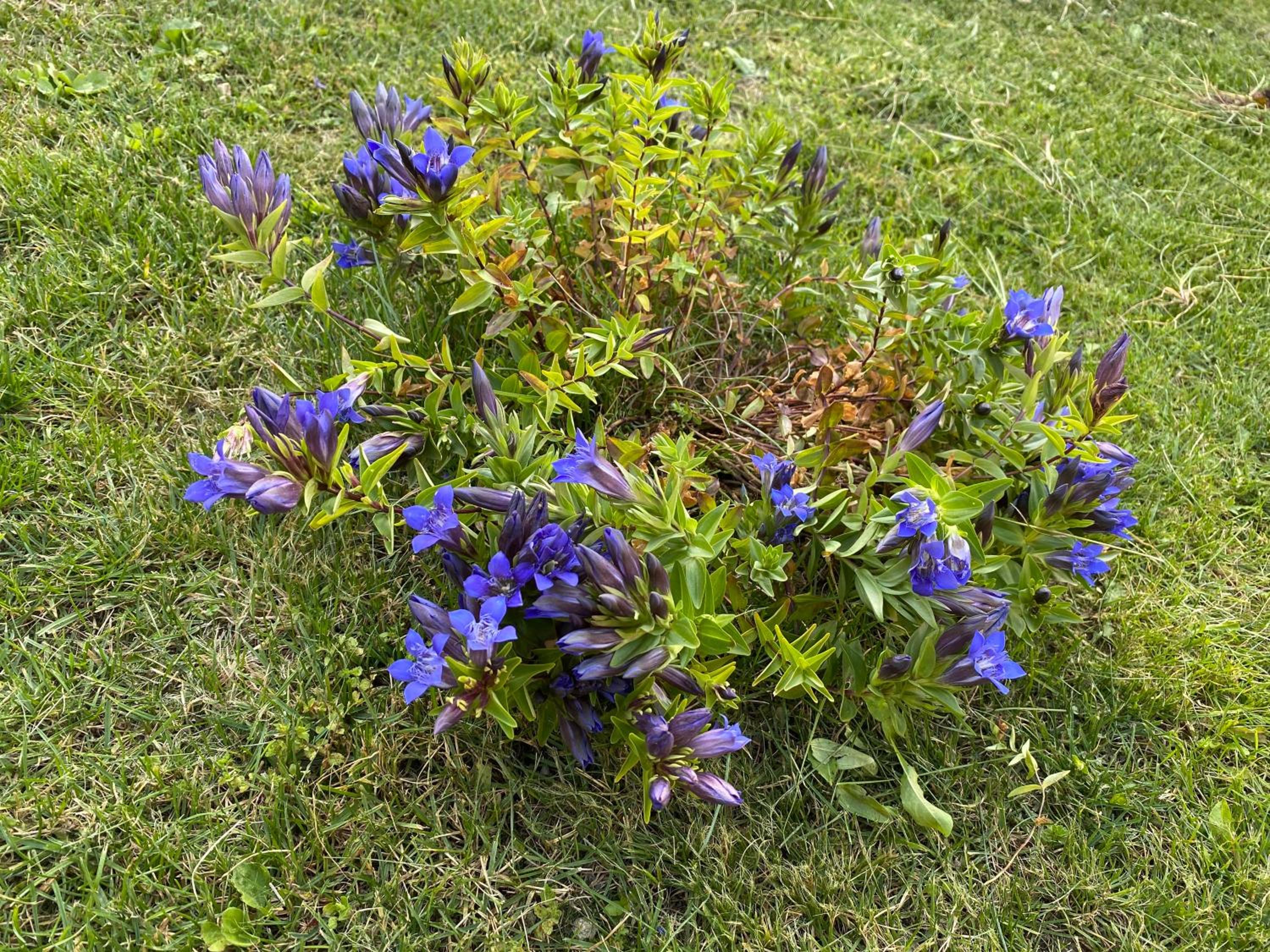 Maison Eglantine