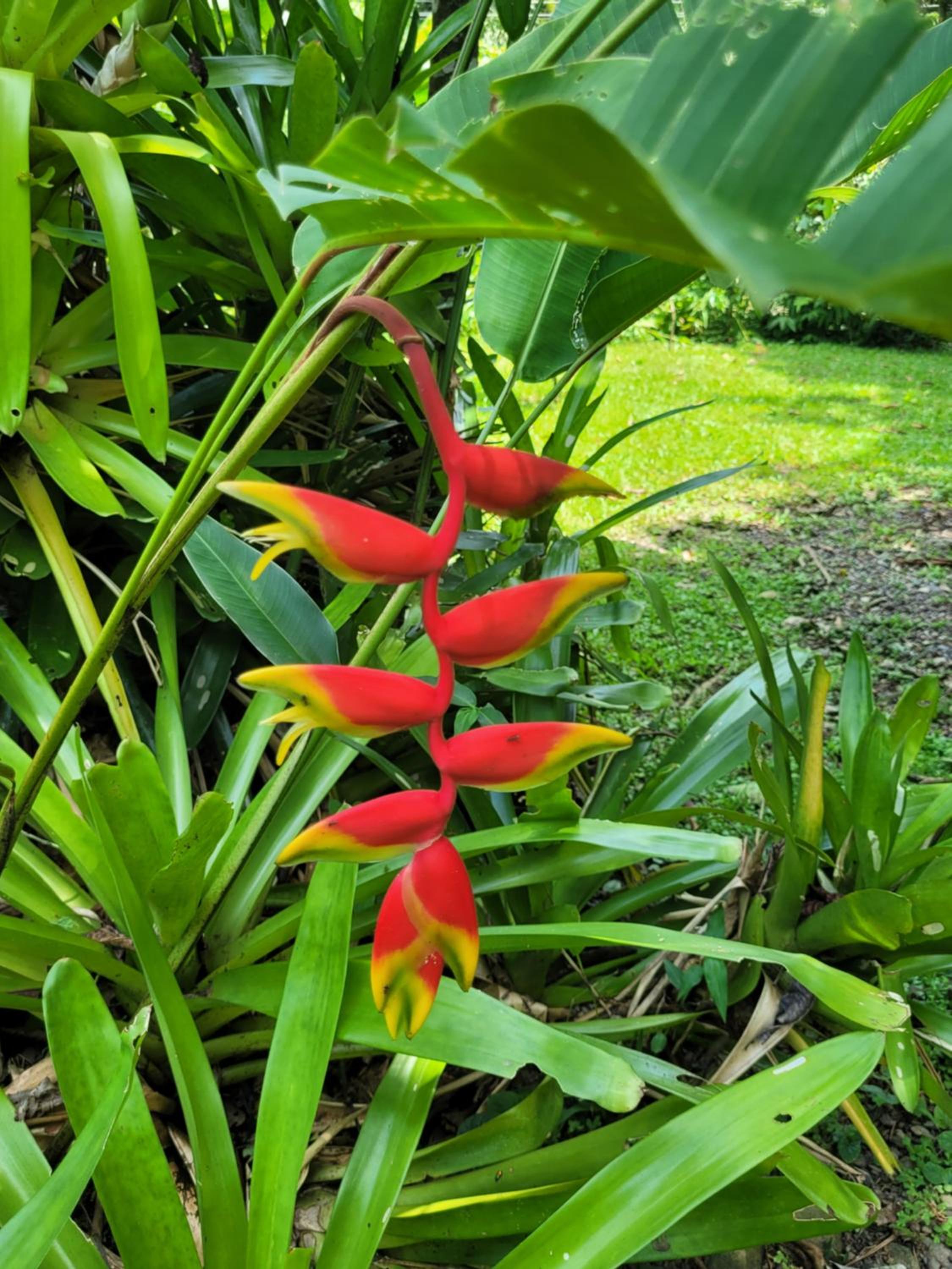 Osos Caribeños - with Garden - 400m from the Beach