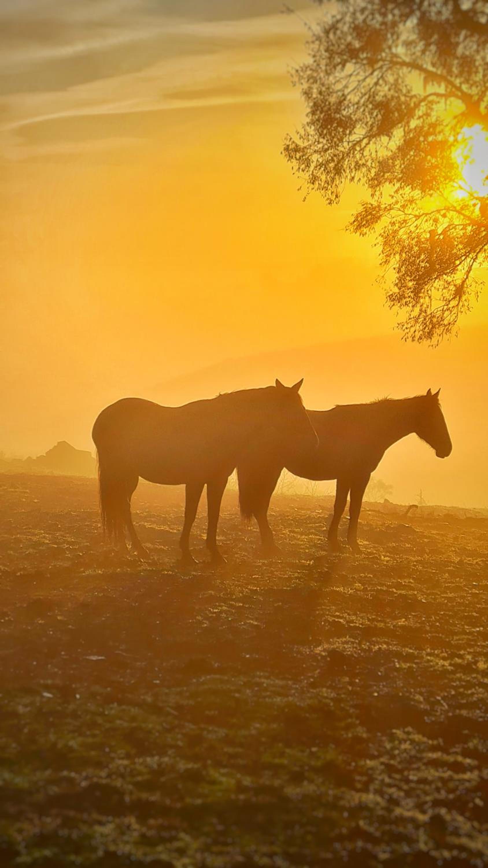 Cabana Alpaca - Banheira, Lareira e Tranquilidade
