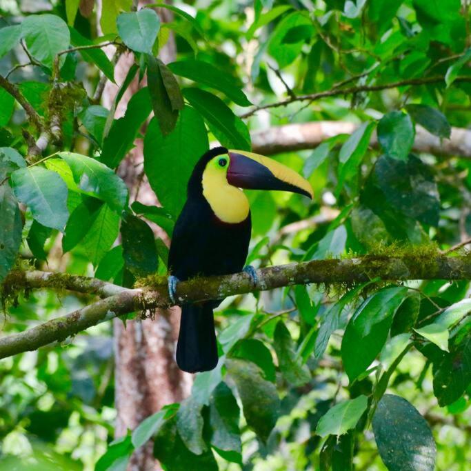 Toucan Valley Resort at Osa Mountain Village