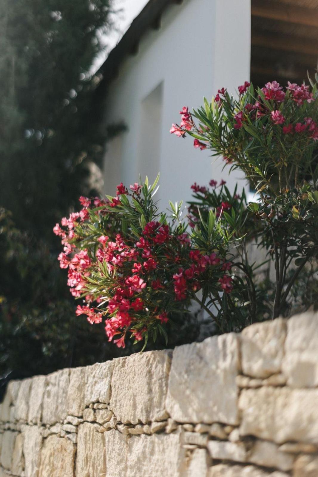 Cecilias Courtyard