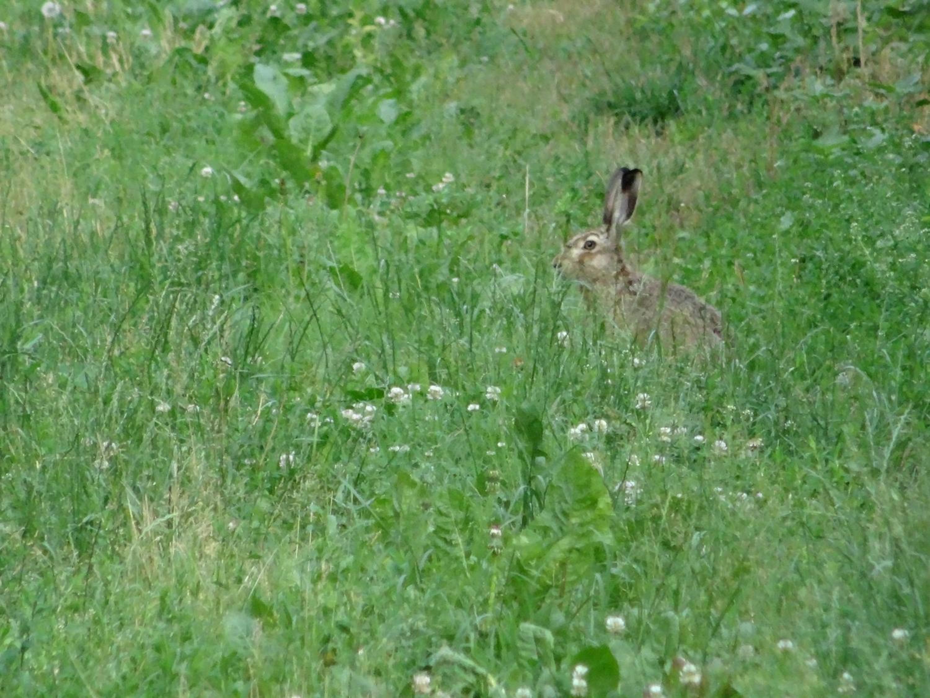 Photo 25