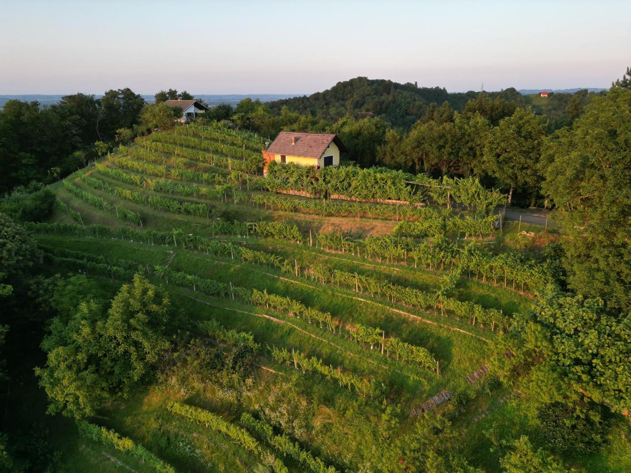 Adorable guesthouse in the middle of vineyards