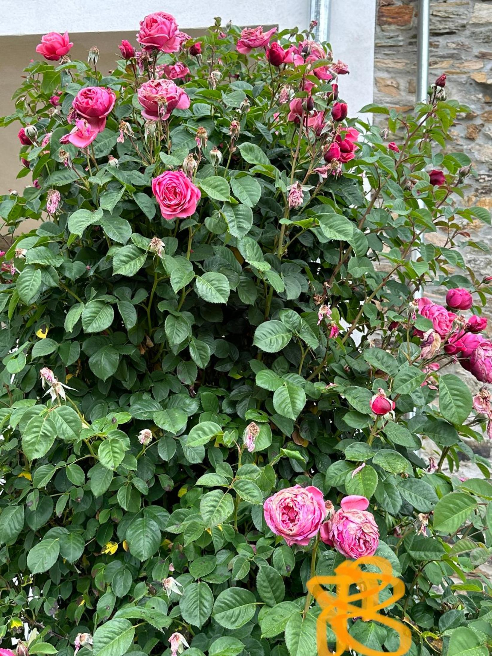 Photo 33