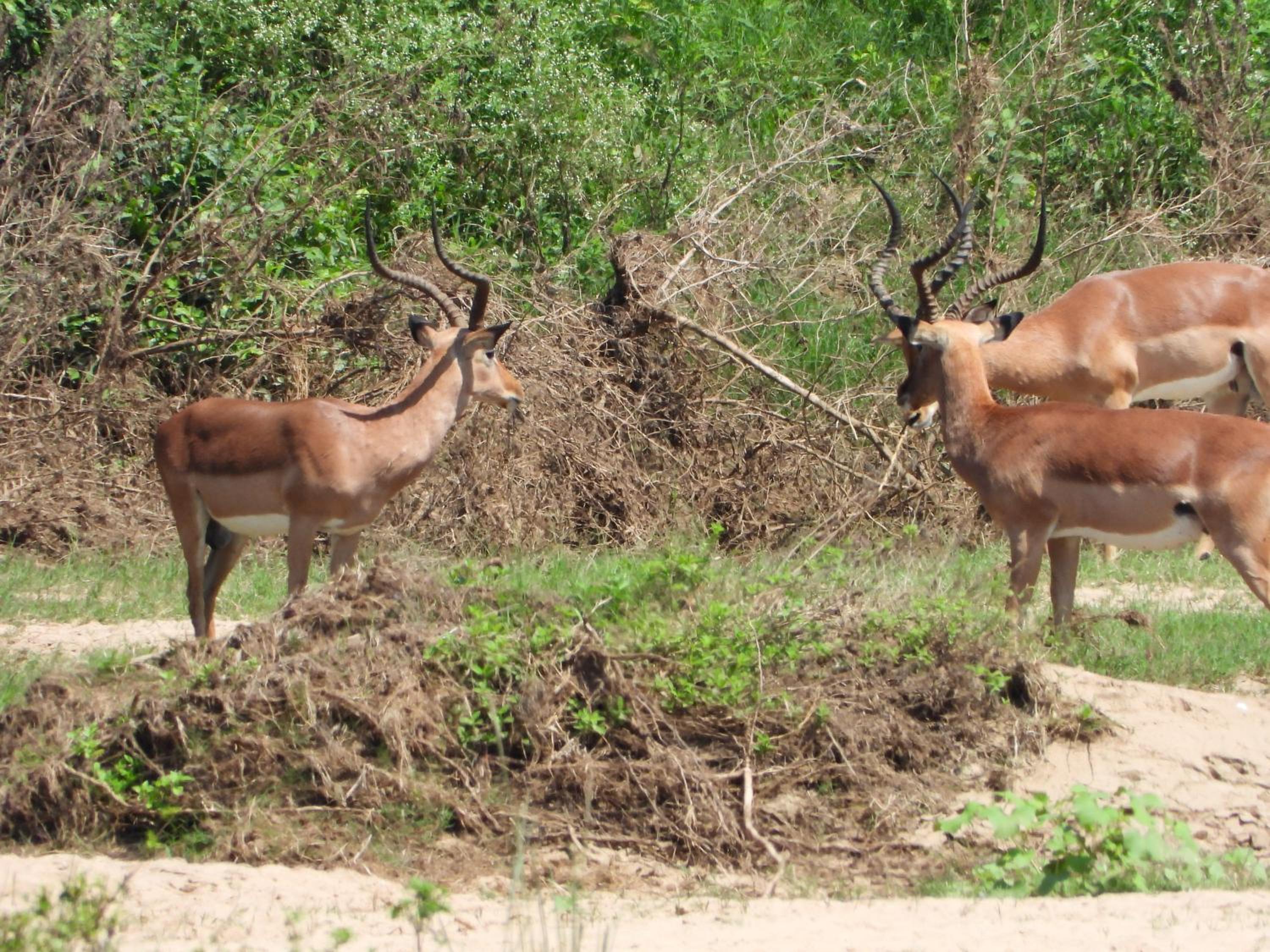 African Kruger Lodge