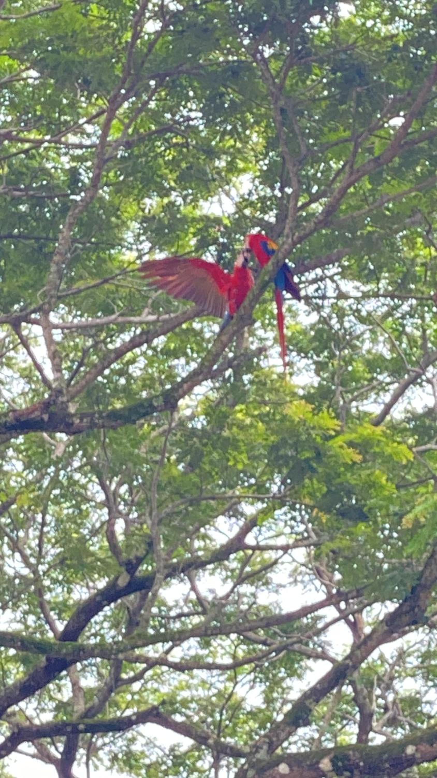 Las Plumas de Cabuya