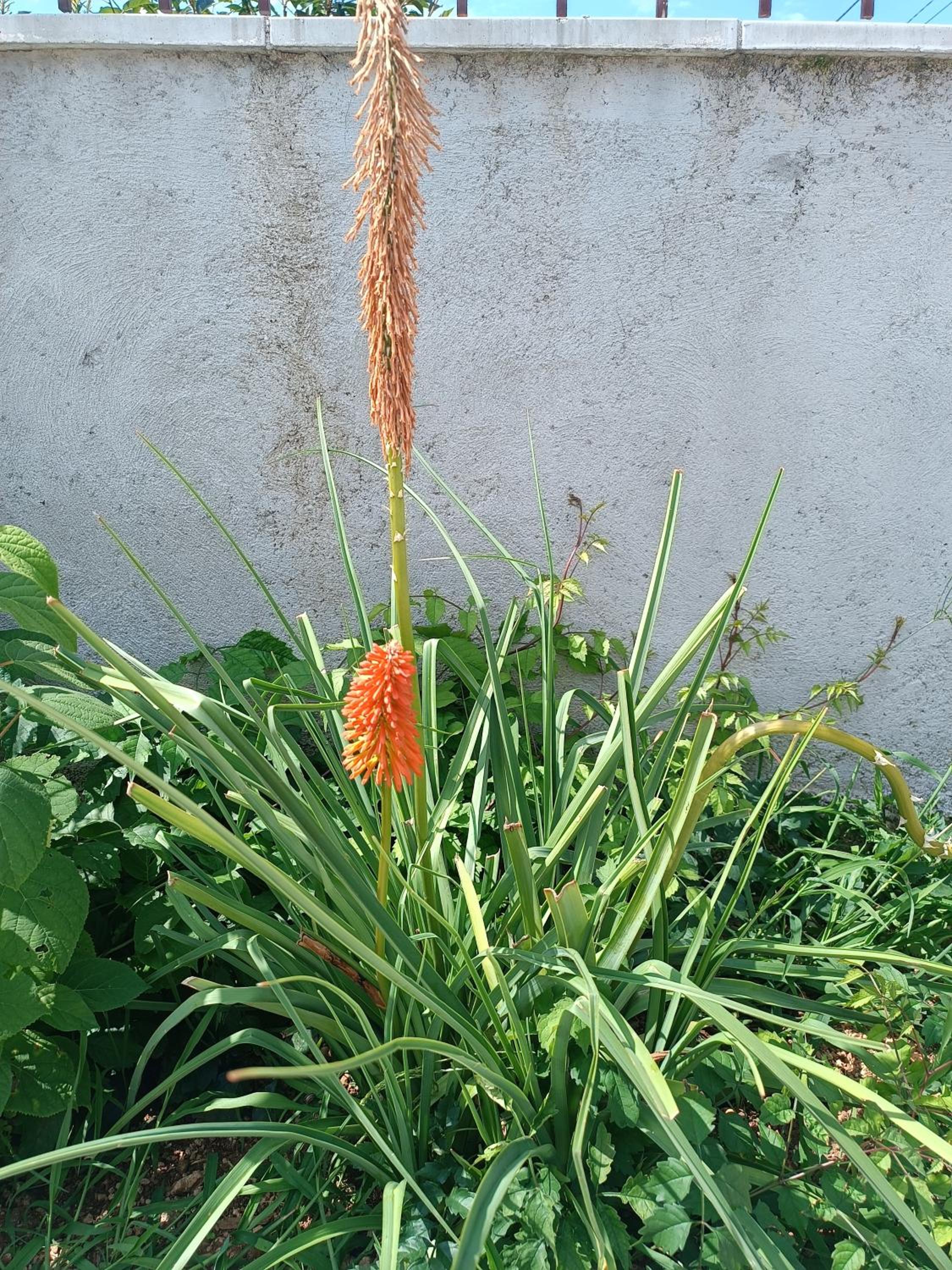 Photo 31