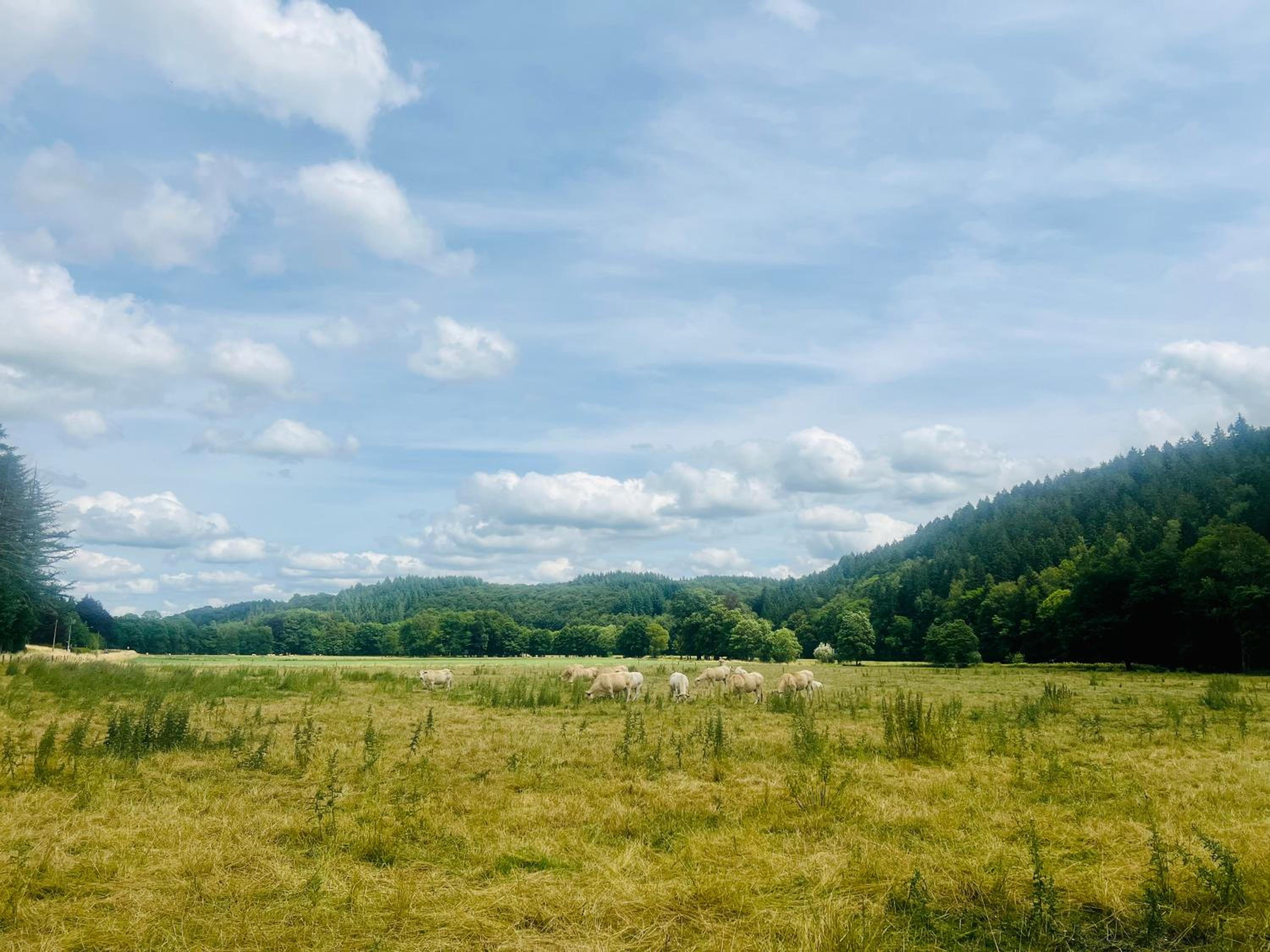 La Balade enchantée- gîte 6 personnes - Ardenne Belge