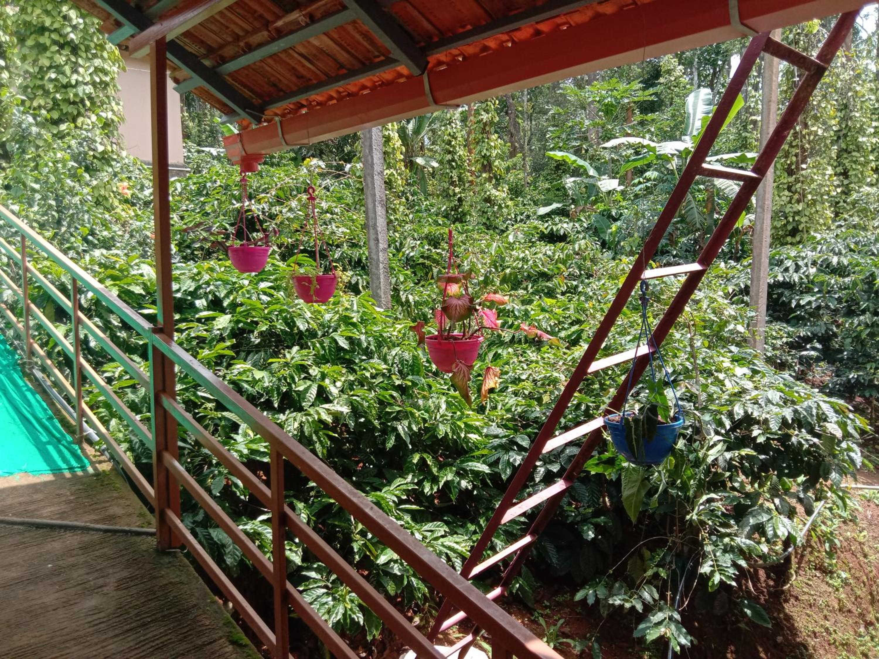 Shivalaya Homestay view 3