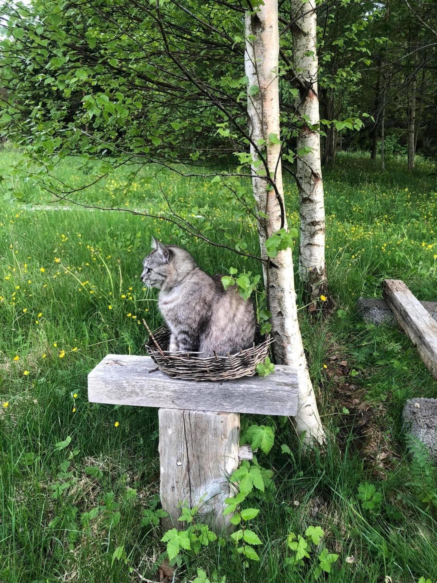 Ollallaa Hiiumaa