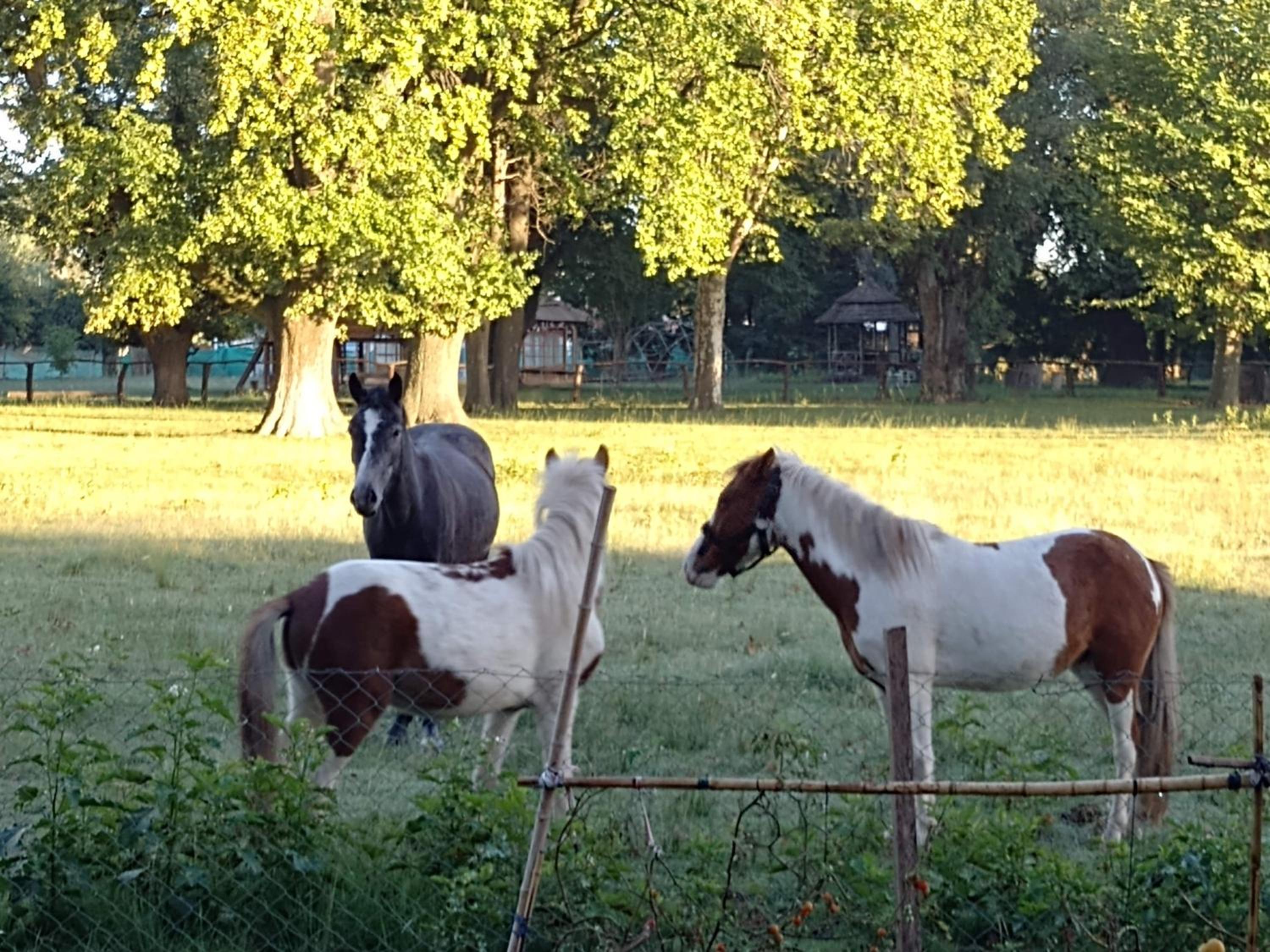 La Justina - Nuestro Campo