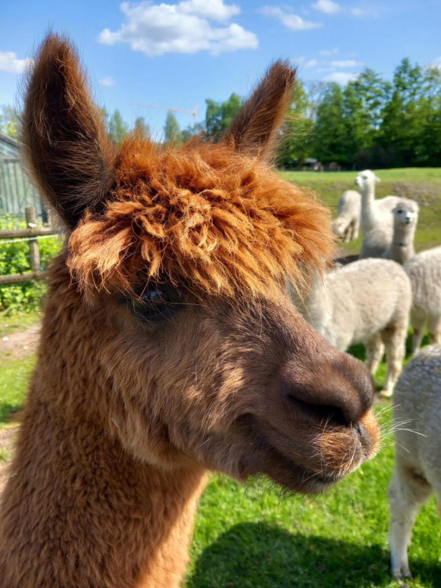 slapen bij alpacas