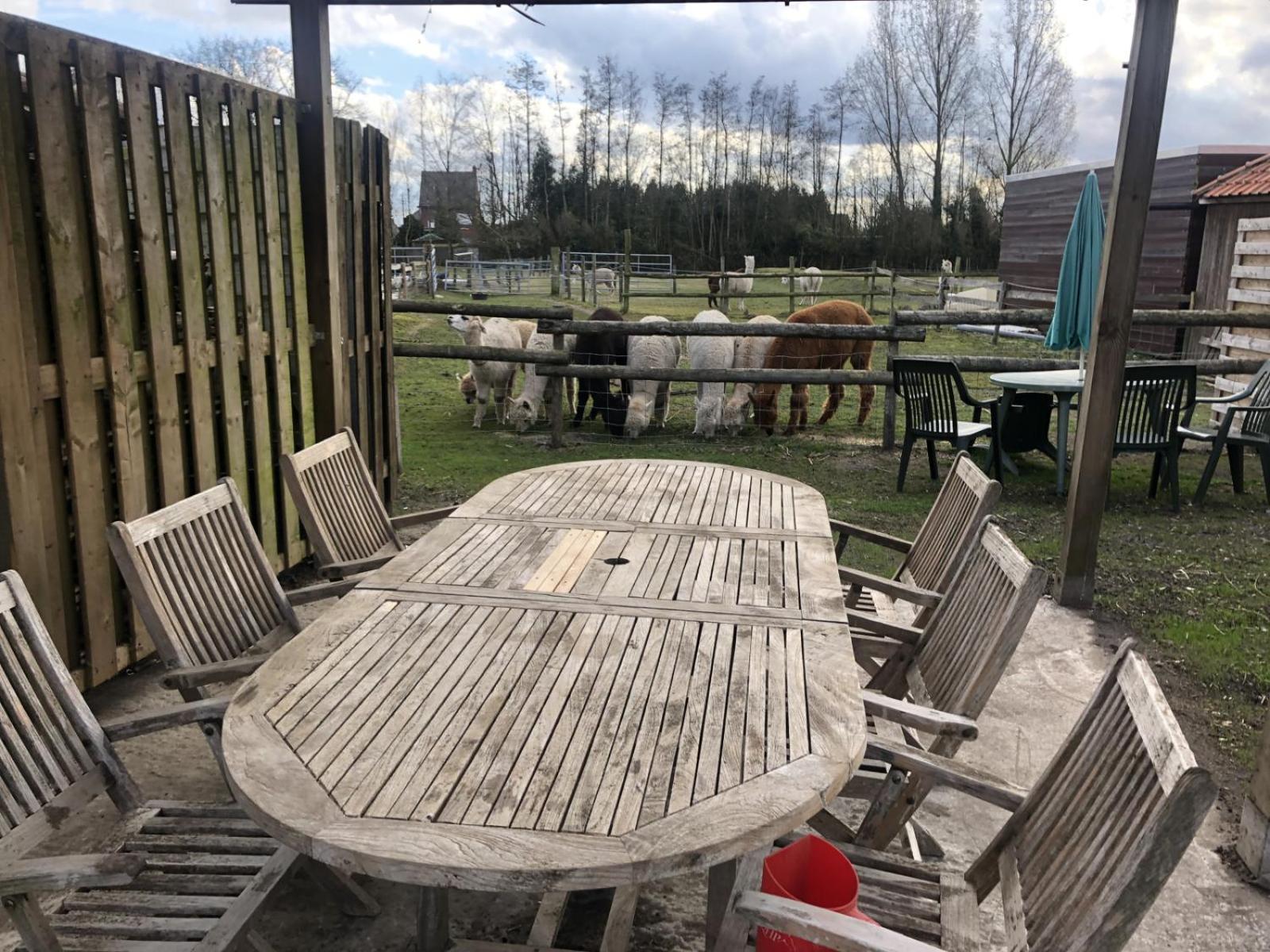slapen bij alpacas