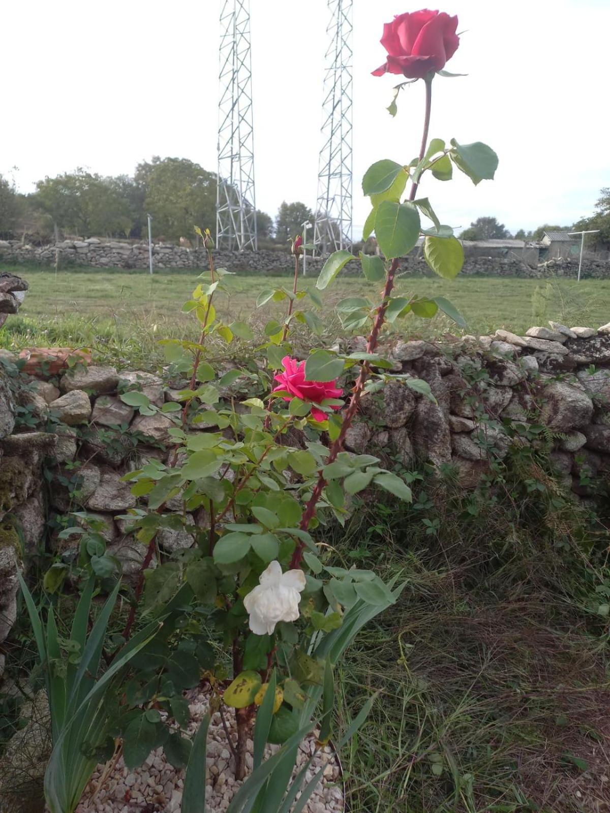 Photo 39