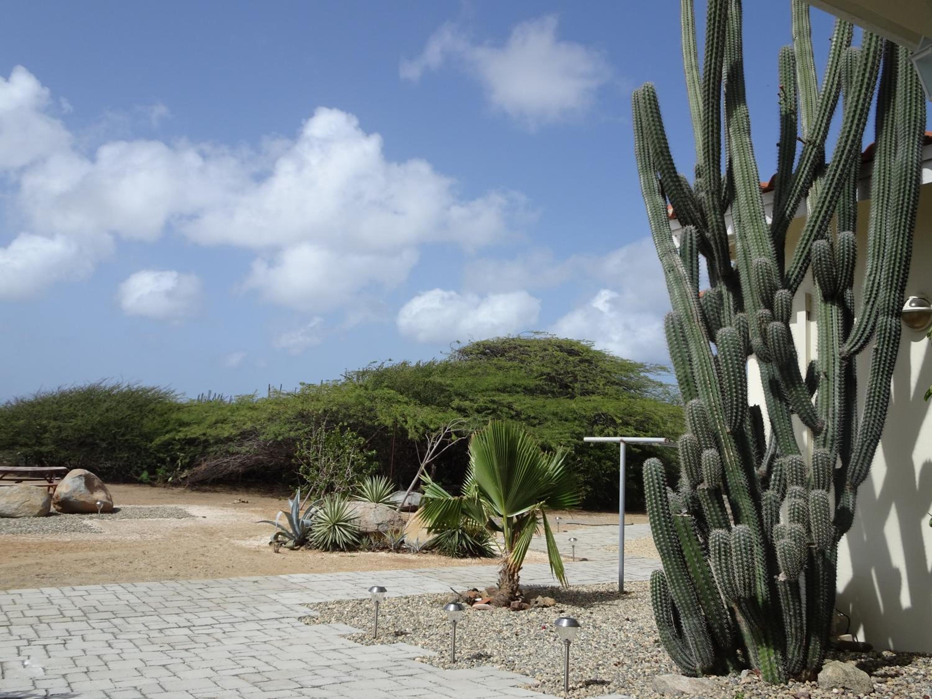 Pura Vida Aruba appartement Cama