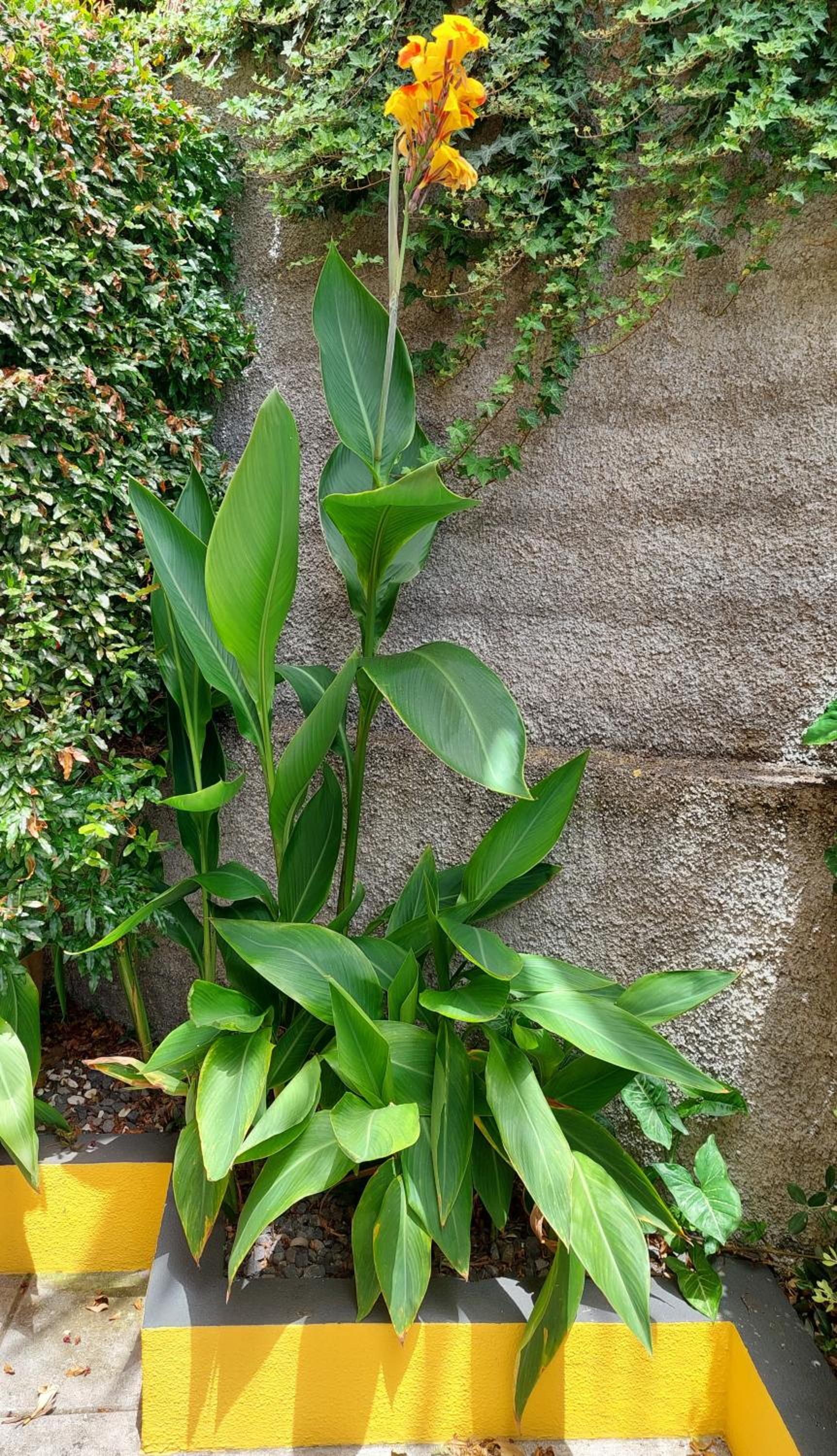 Villa Strelitzia