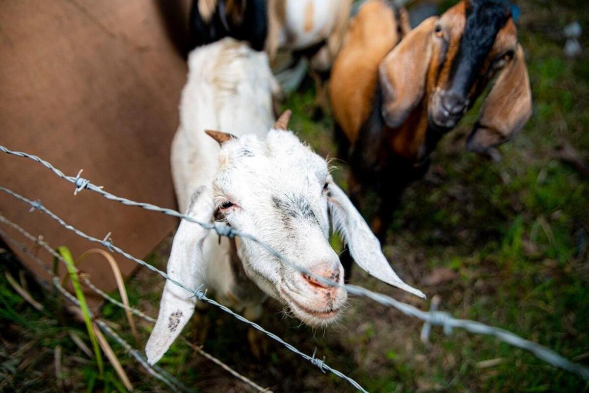 Chácara Shallon Recanto em São Miguel dos Milagres