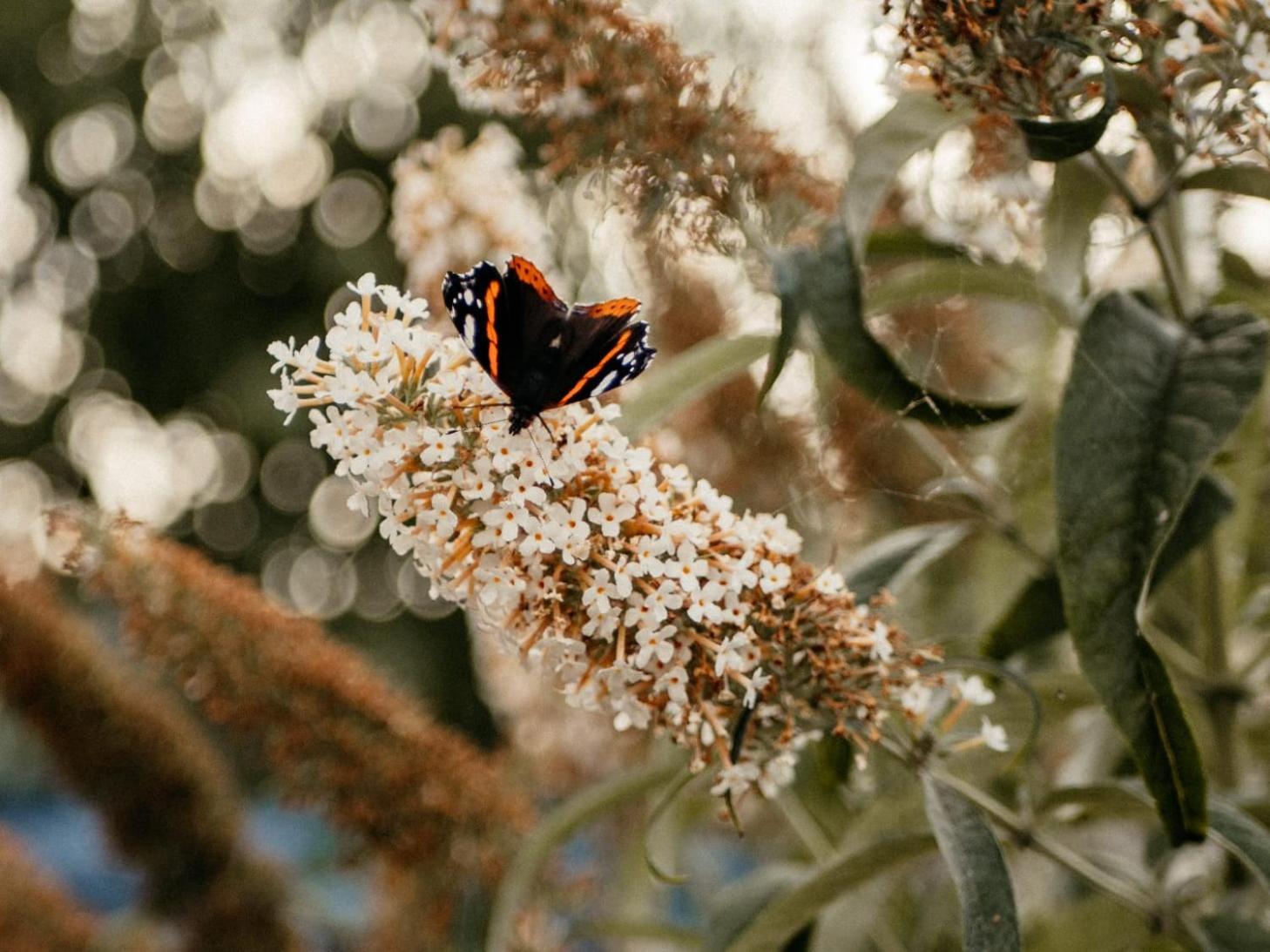 Purple Papillon