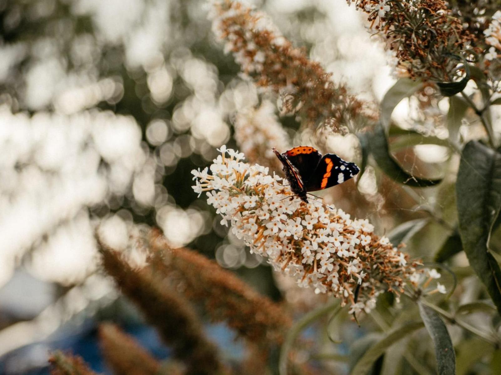 Purple Papillon