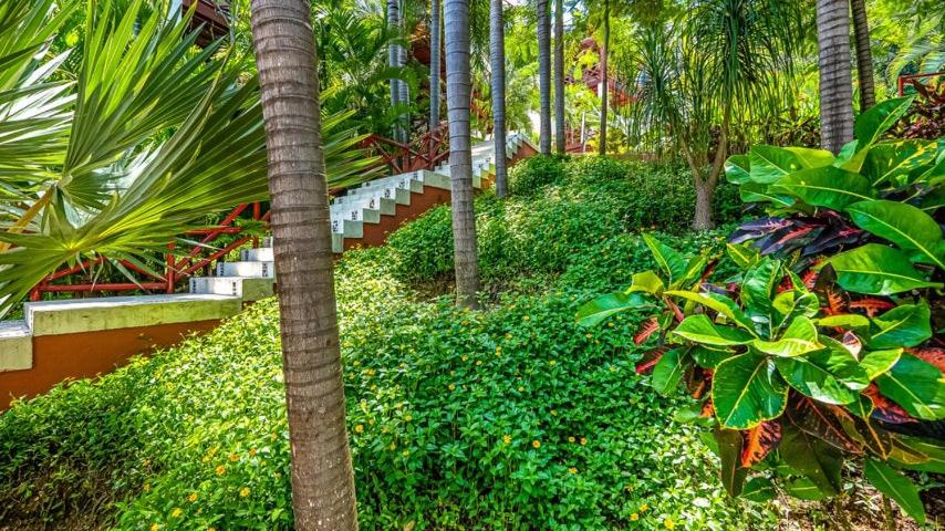 Tropical Oasis