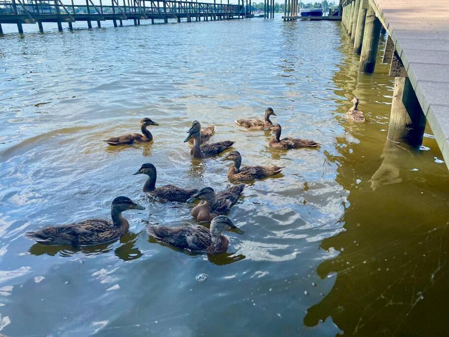 Drake on the Lake - False River, LA view 4