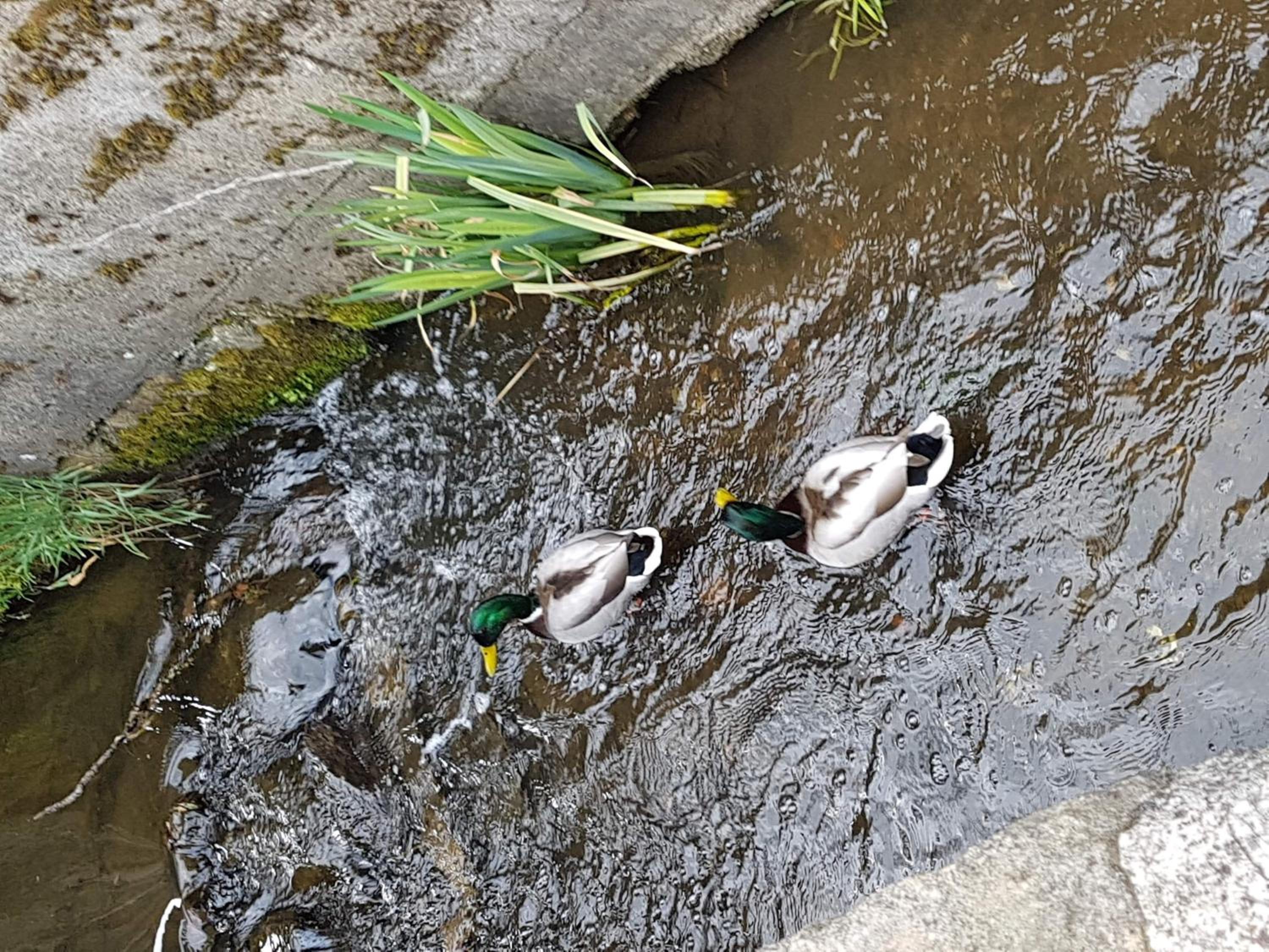 Auf-der-Muehlwiese