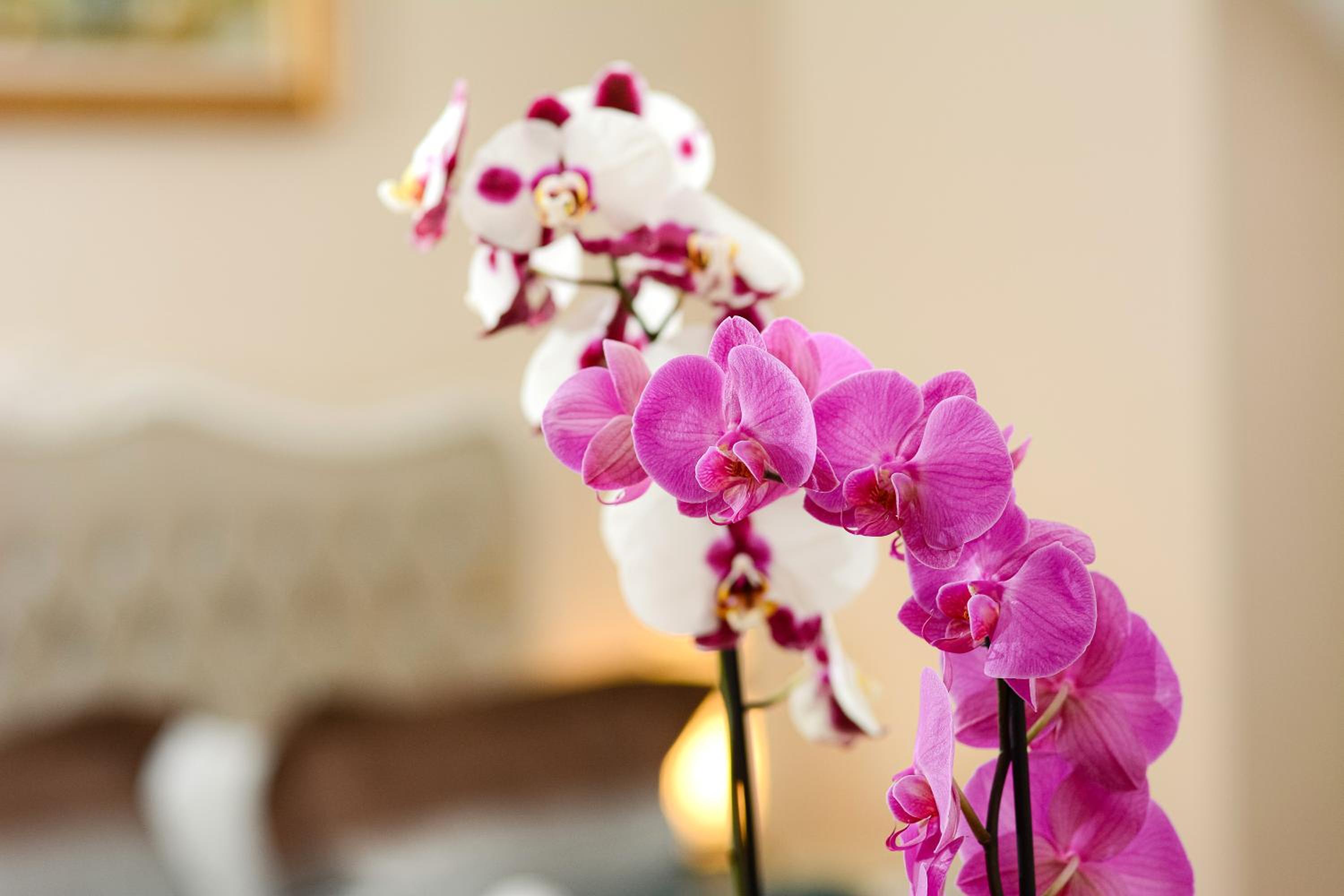 Recital Otel - Image 57