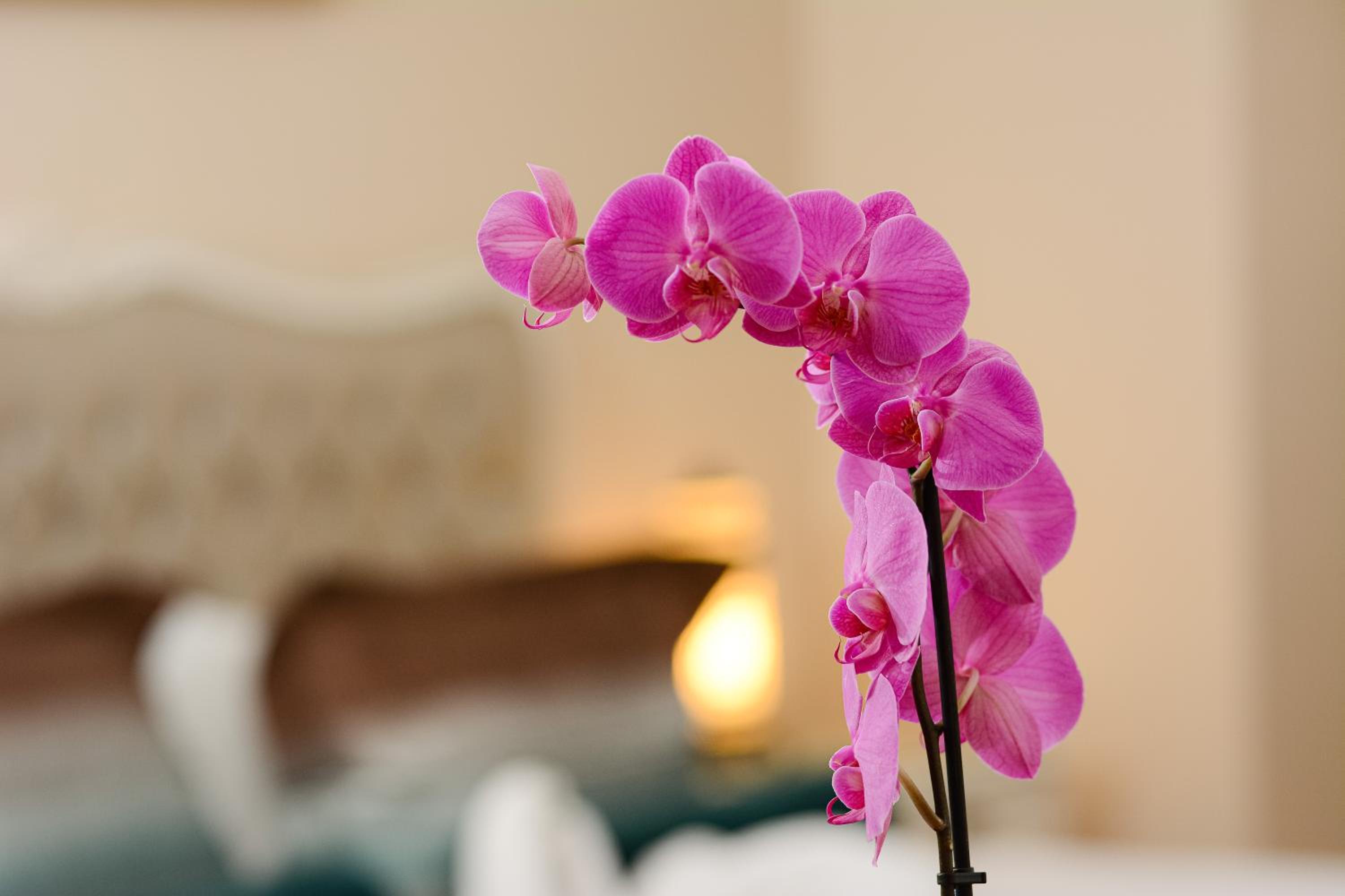 Recital Otel - Image 96