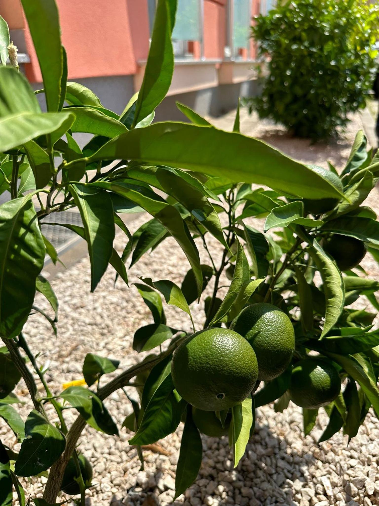 APPLeonLux