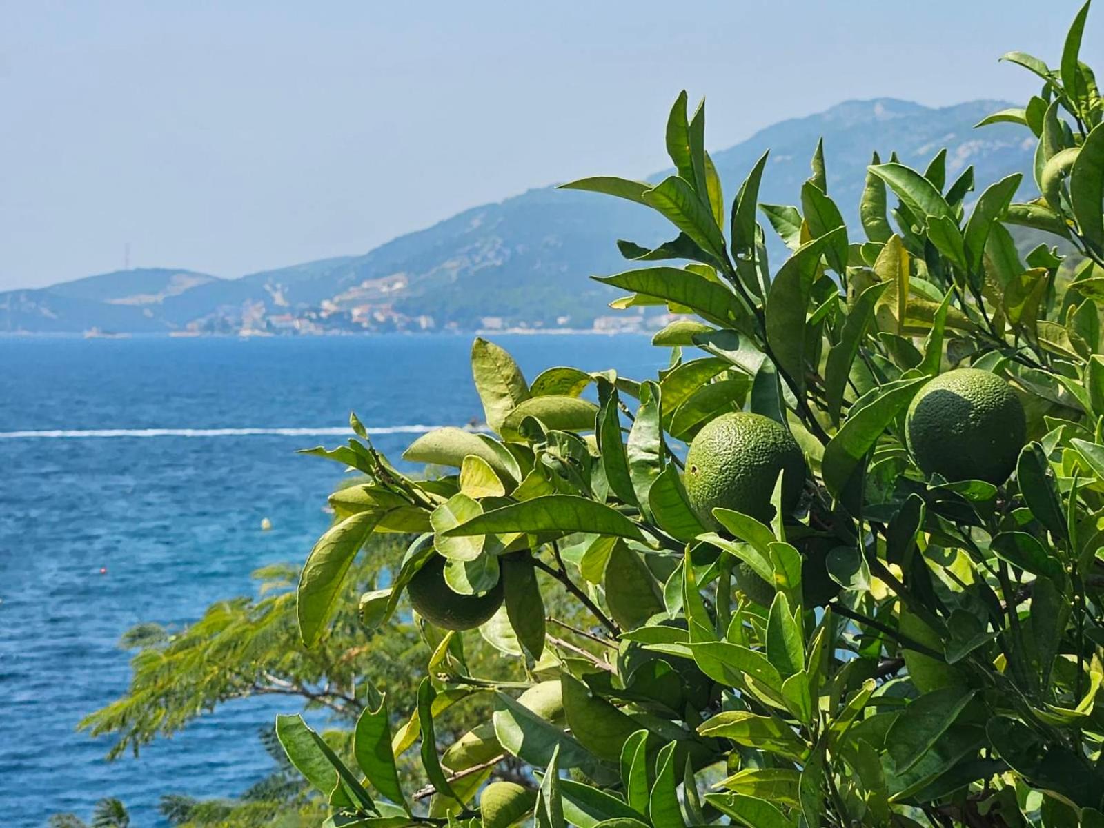 Orange Tree Mediterranean Beachfront House