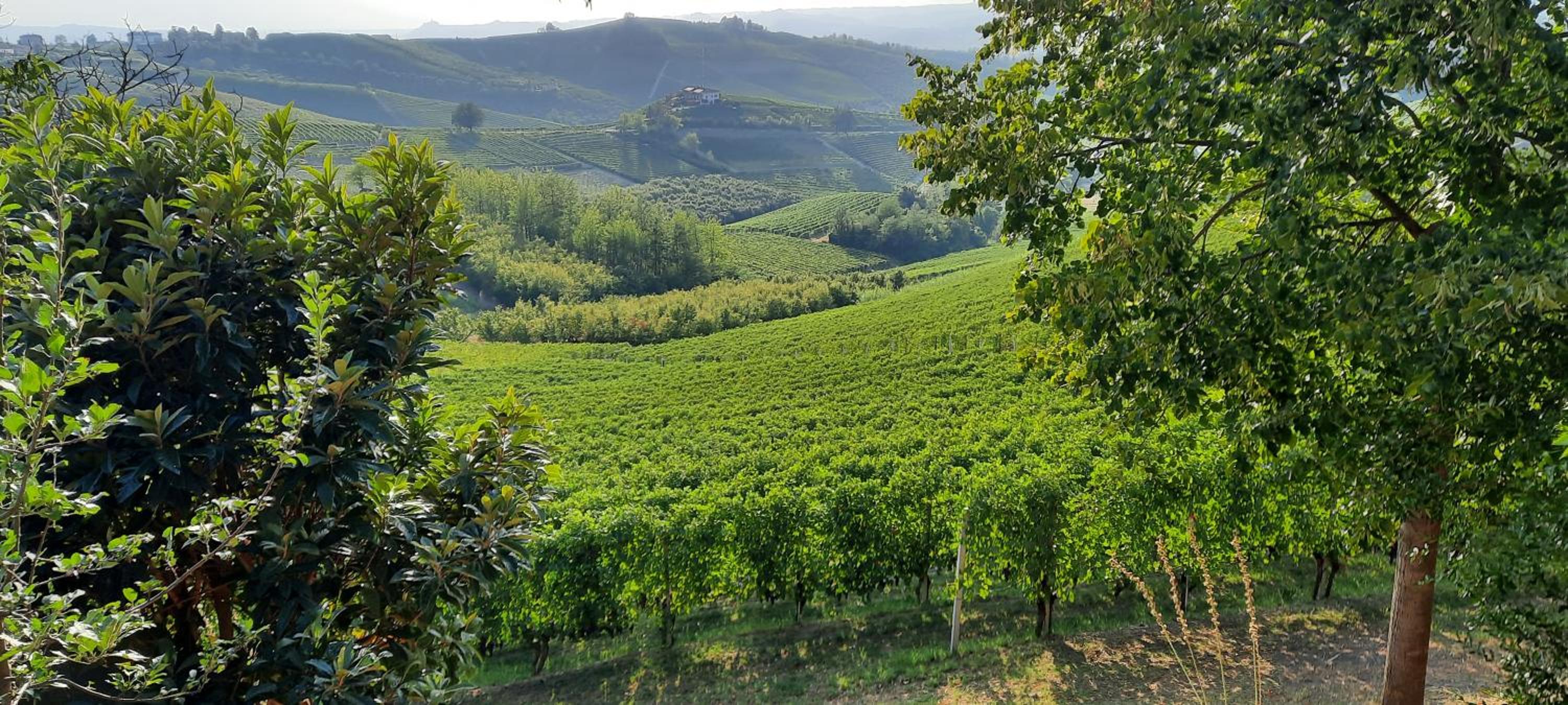 Cà Trifolera Barbaresco - Apartament nelle Langhe - ROMANTICO CASCINALE NEI VIGNETI CON CANTINA view 2