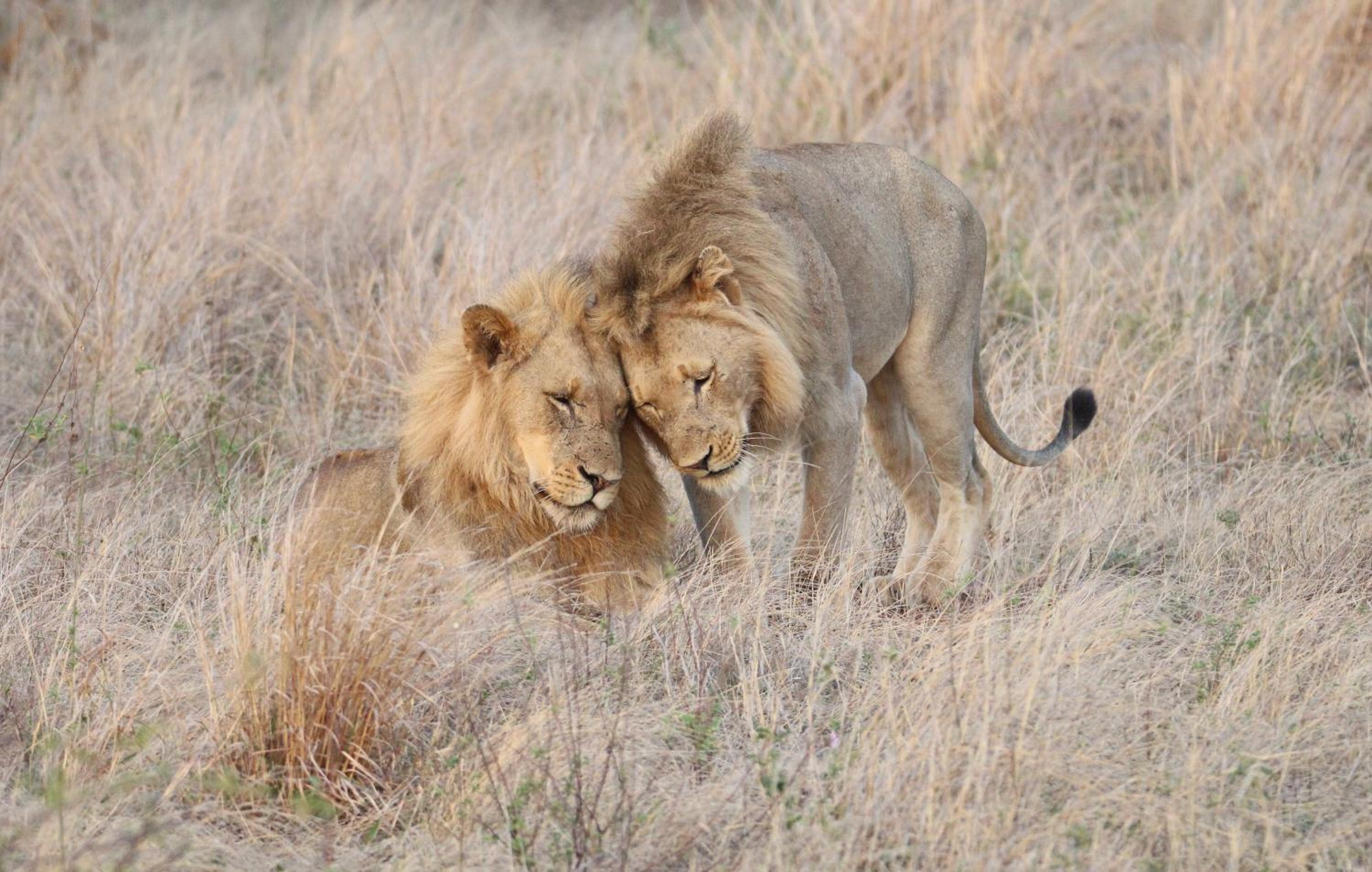 Senalala Safari Lodge