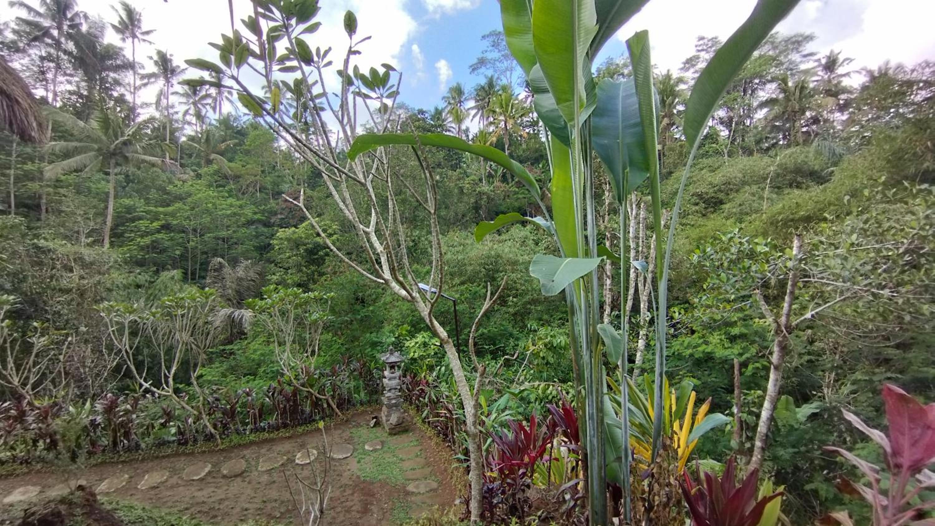 Bali Jungle Taksu view 2