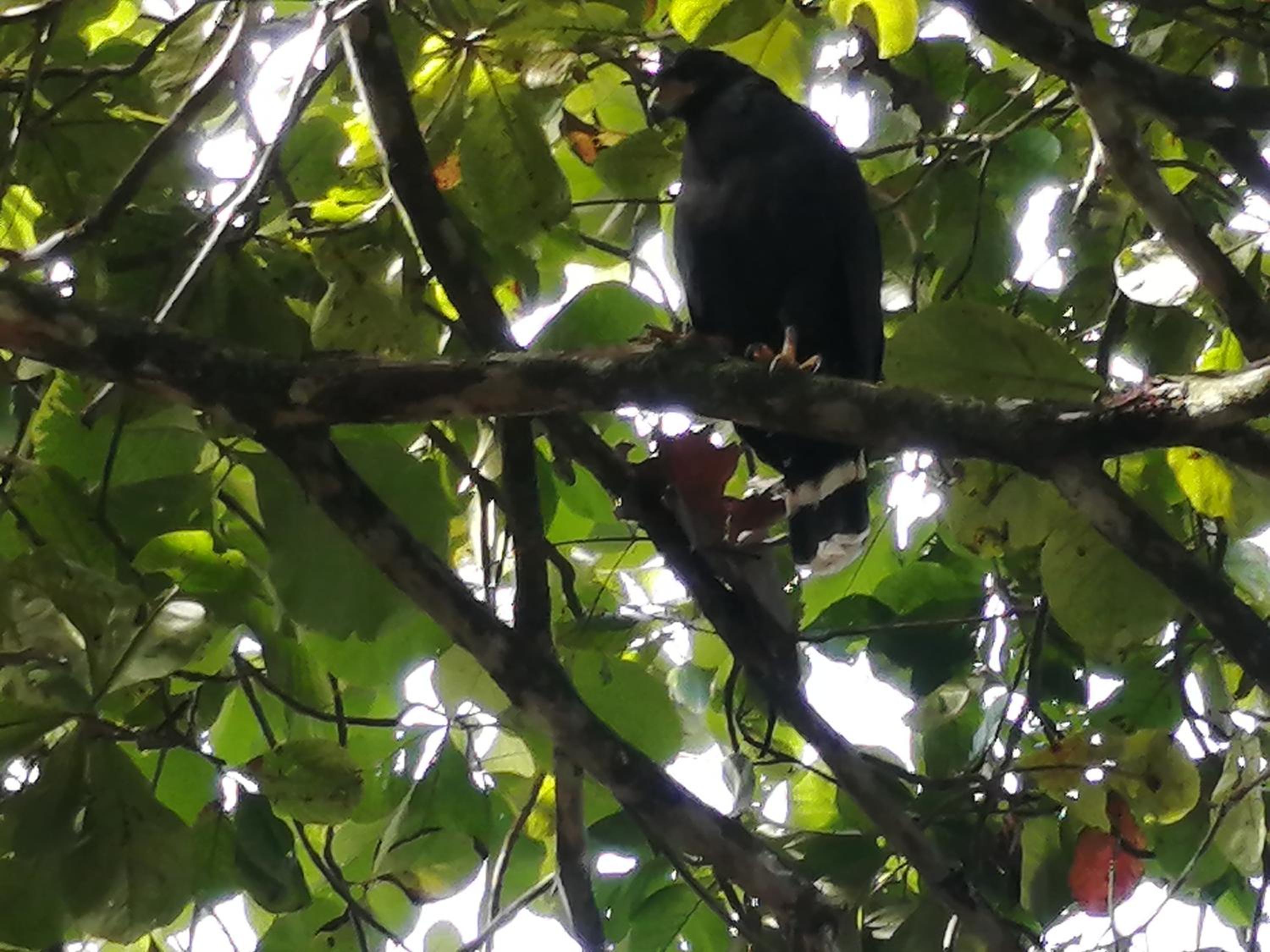 Amazona un pequeño mundo de corcobado serca del oceano