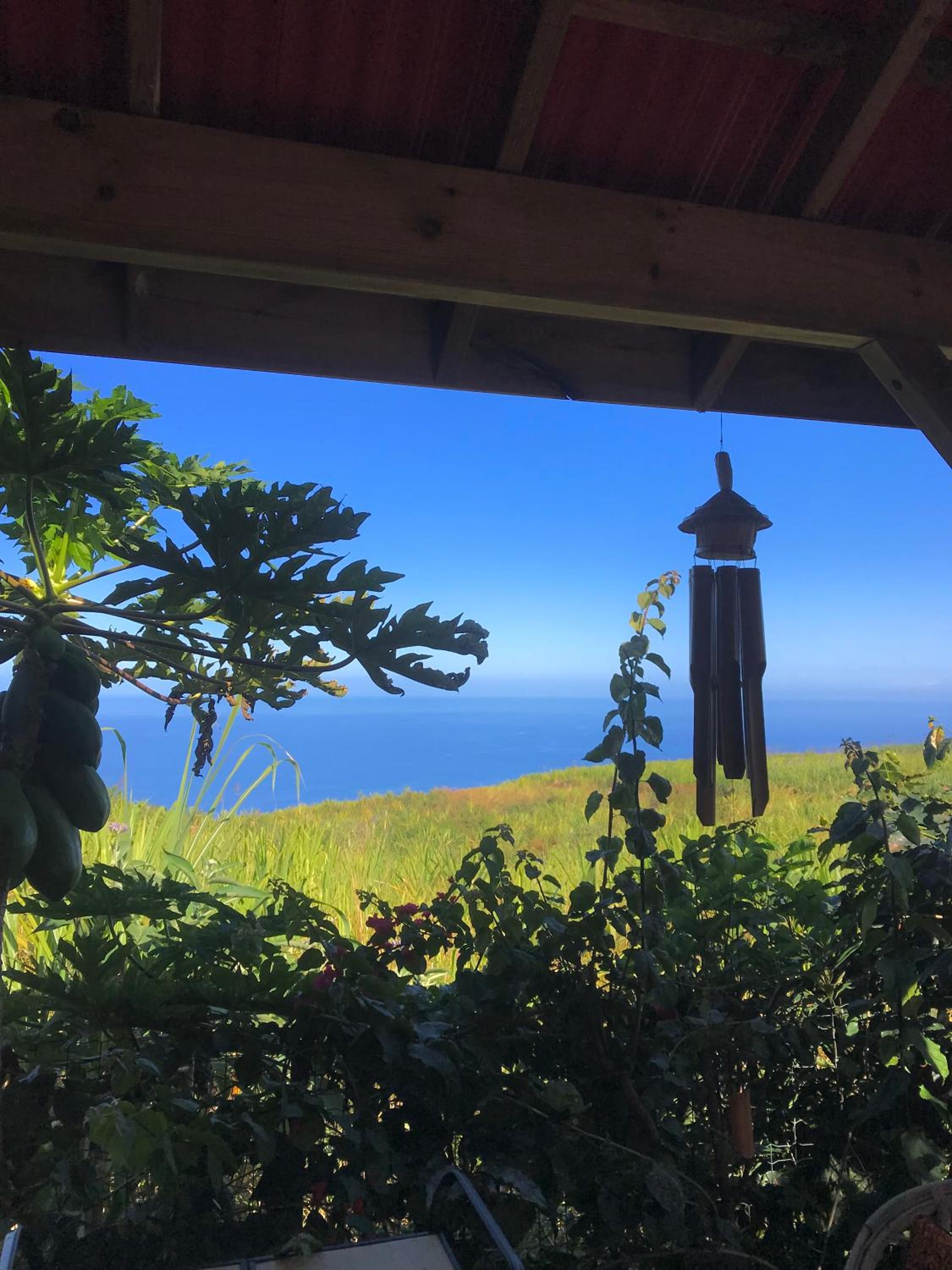 Canne Mapou, l'Escale Nature view 2