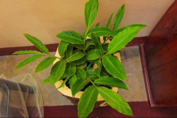 Photo 41