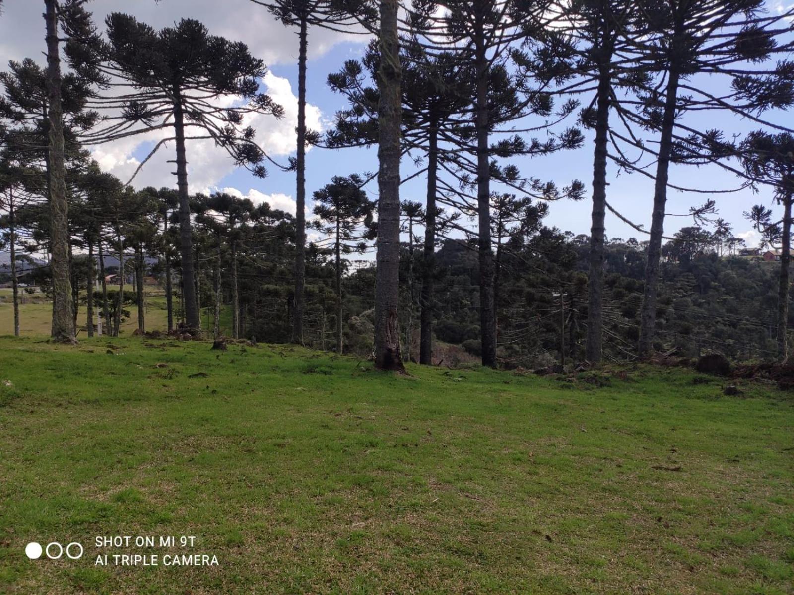 Cabanas das Araucárias