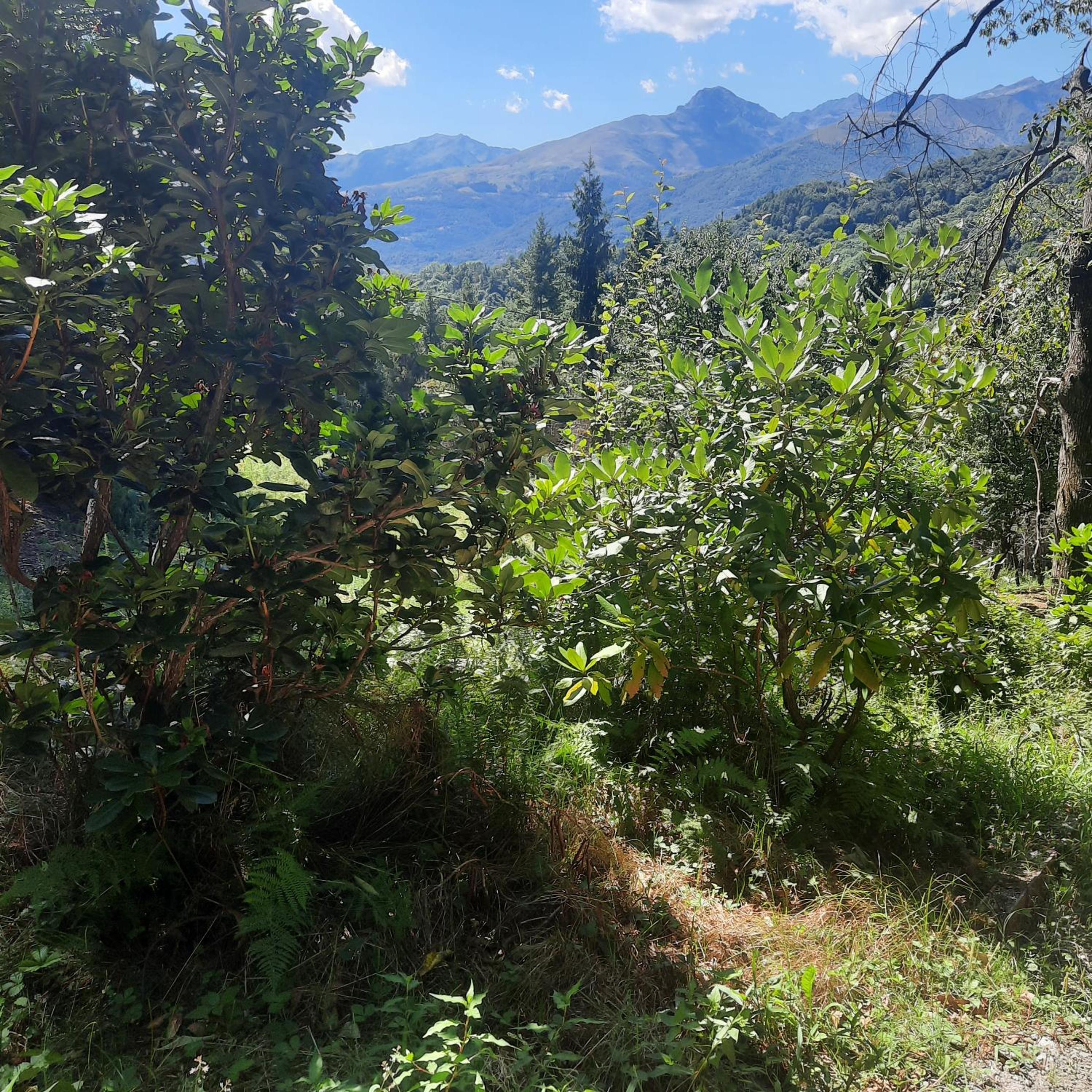 CascinaMirta