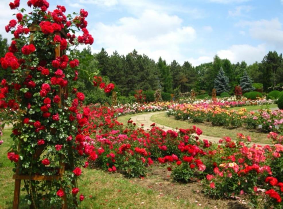 WOW INN COTROCENI view 4