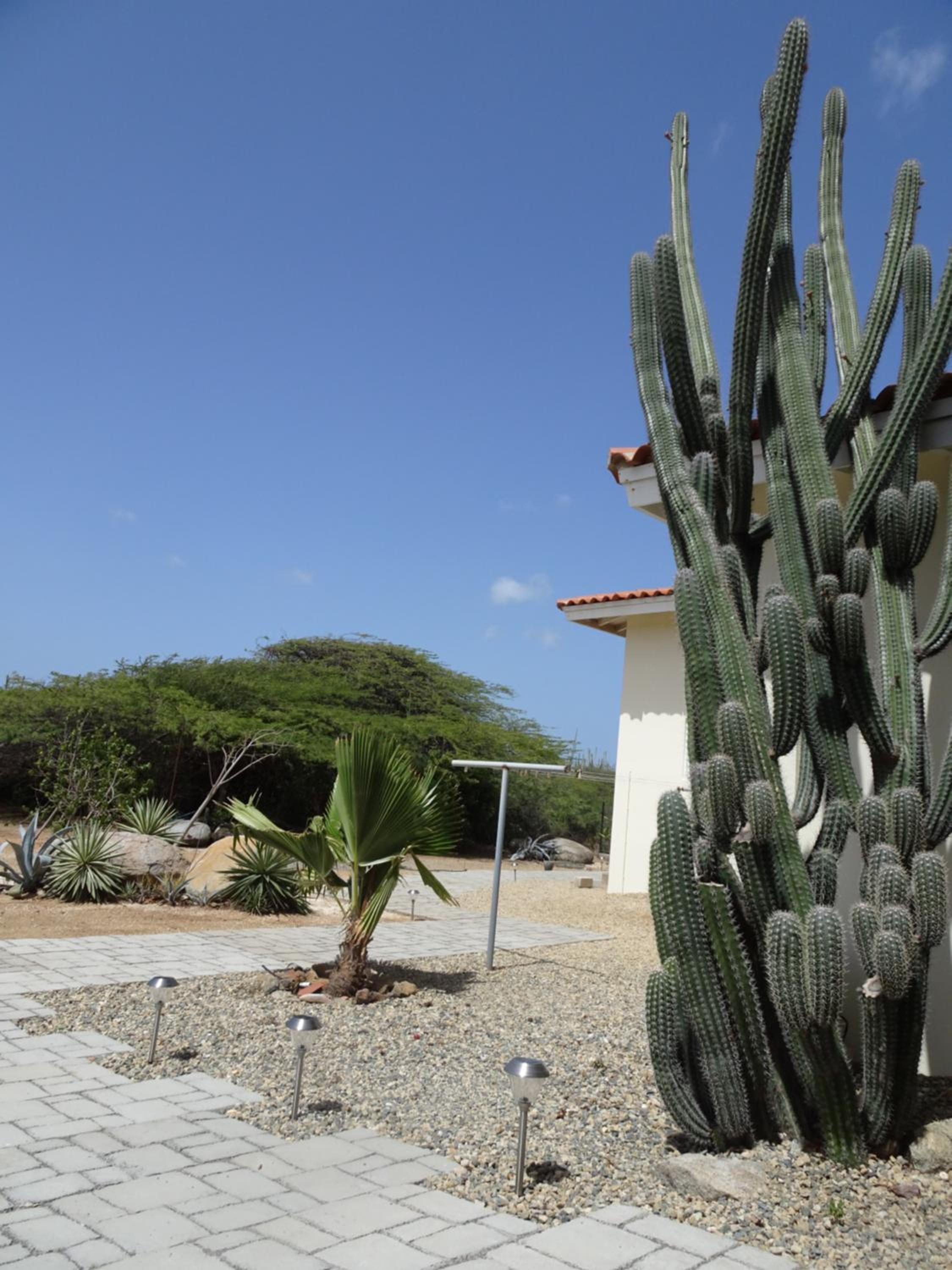 Pura Vida Aruba appartement Cama