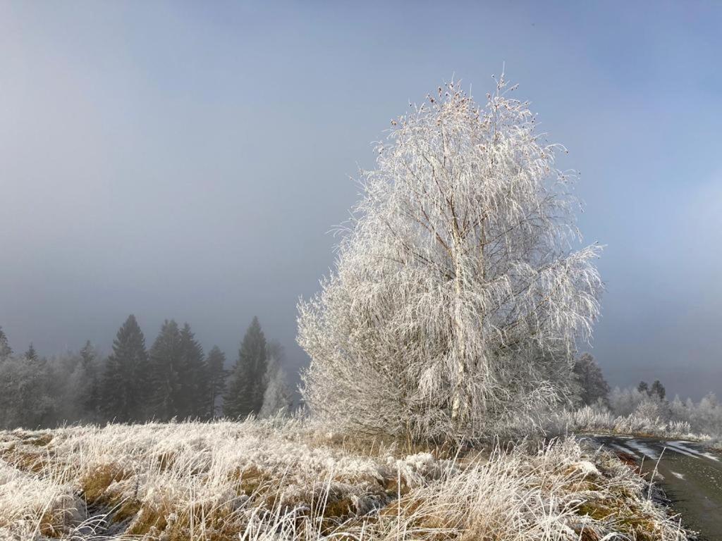 Apartmány HÁJOVNA Lipno