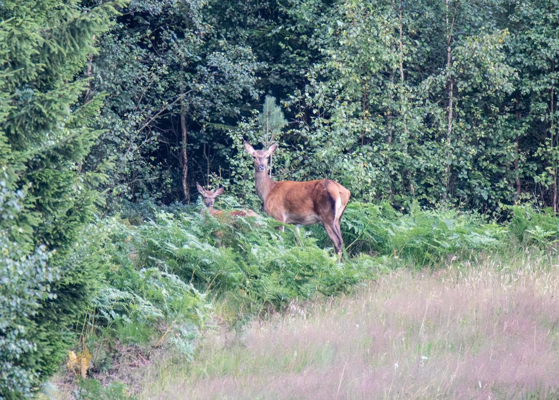 Wild Lodge