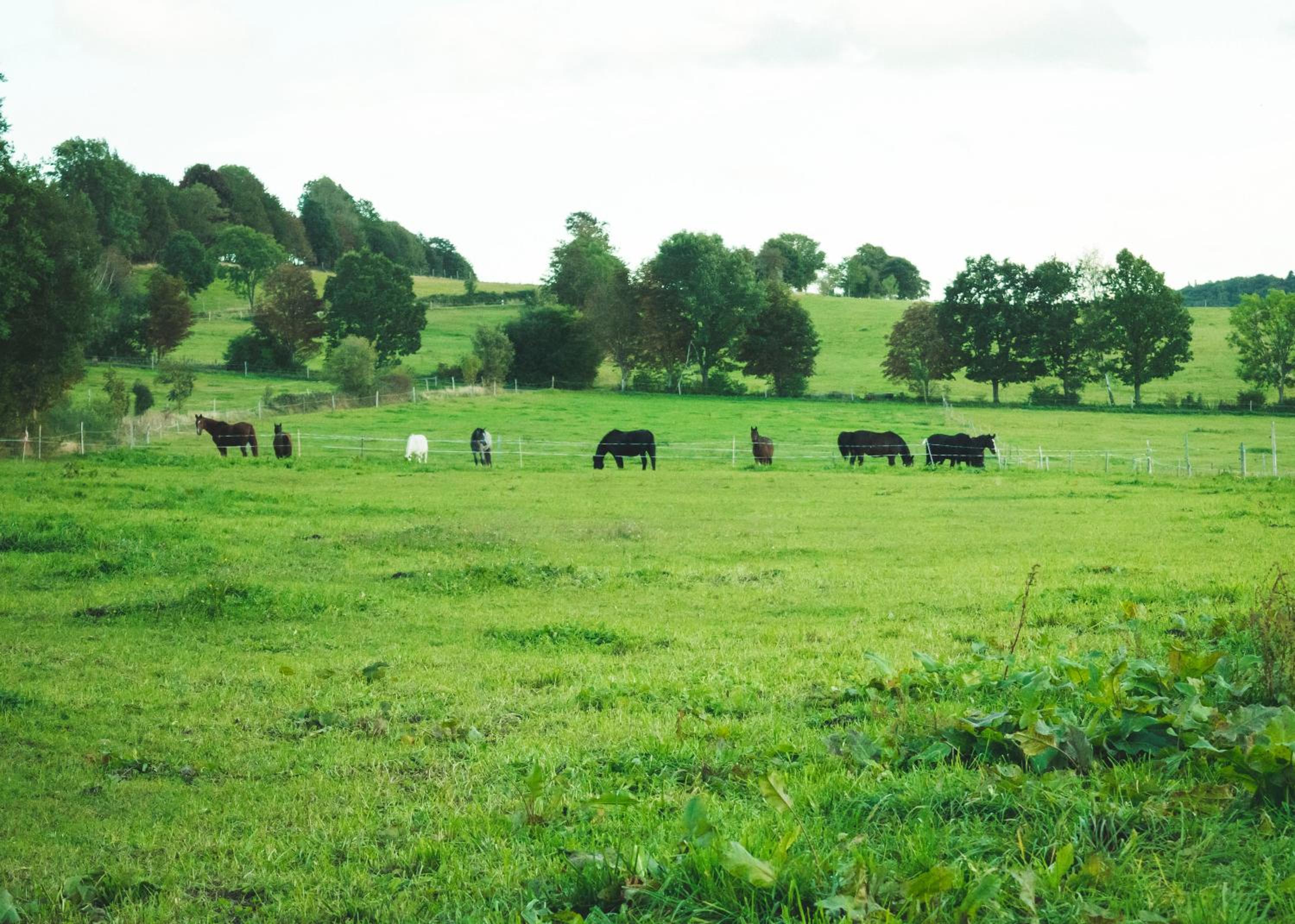 Urlaub auf dem Reiterhof Schaarschmidt - Property Image 11