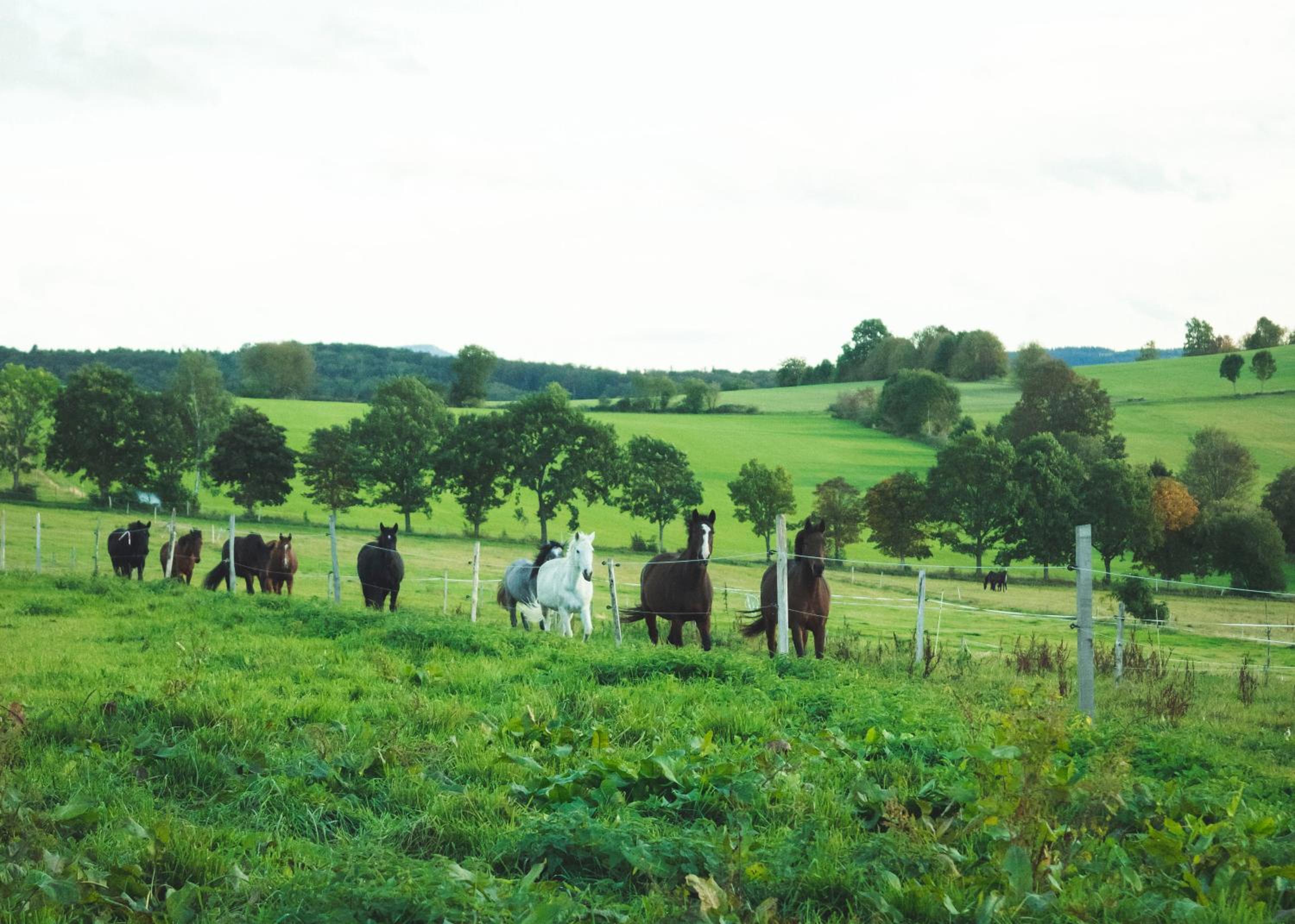 Urlaub auf dem Reiterhof Schaarschmidt - Property Image 1