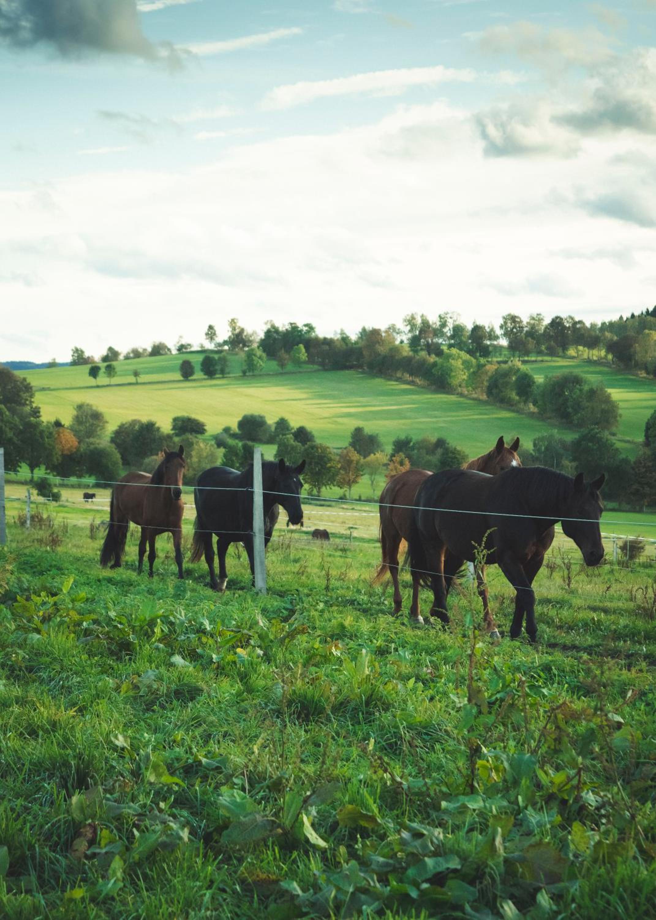 Urlaub auf dem Reiterhof Schaarschmidt - Property Image 12