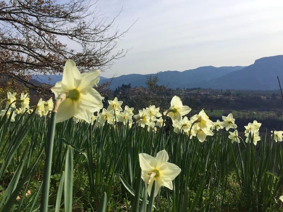 Villa Trivium photo 4