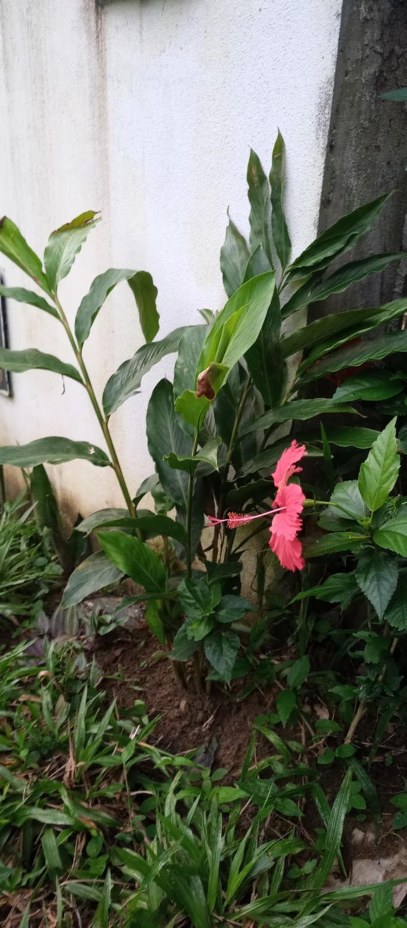 Casa Flor de Dendê, Serra Grande, Bahia