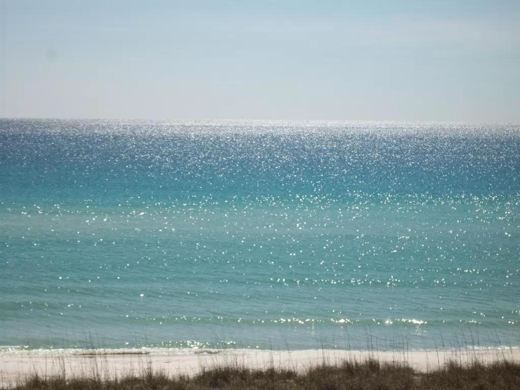 Seagull